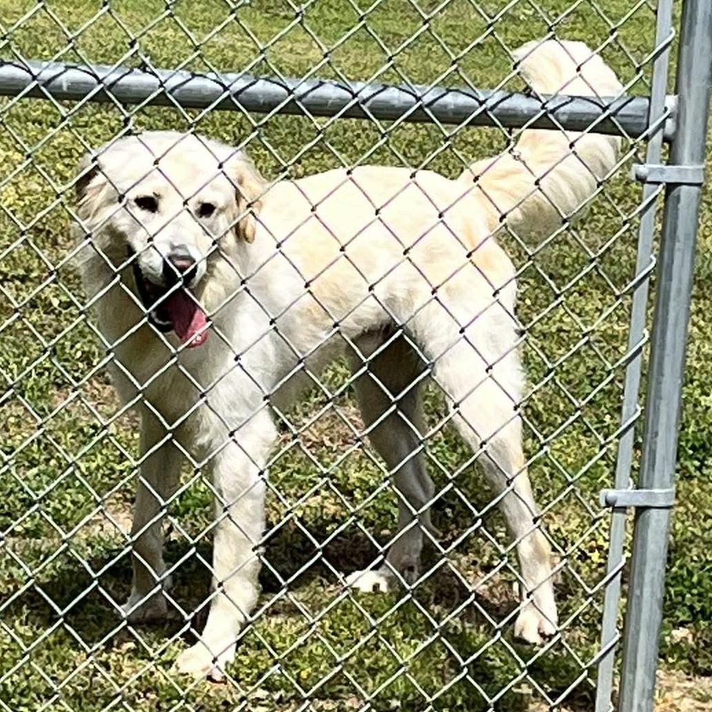 Enlarge Bruce- Adoption Pending, an adopted mixed breed in Hartland, WI image 2/2