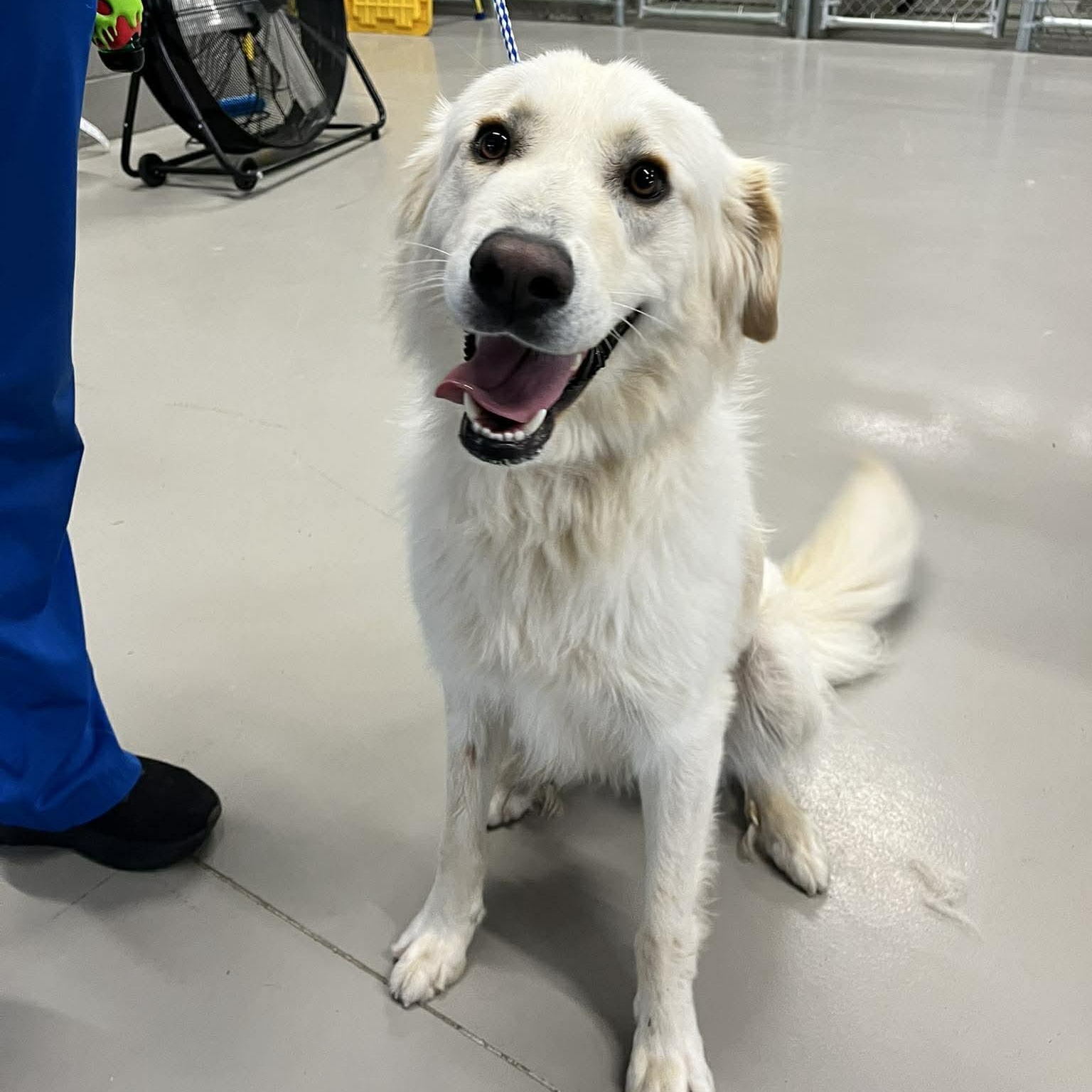 Bruce- Adoption Pending, adopted, Young Male Golden Retriever.