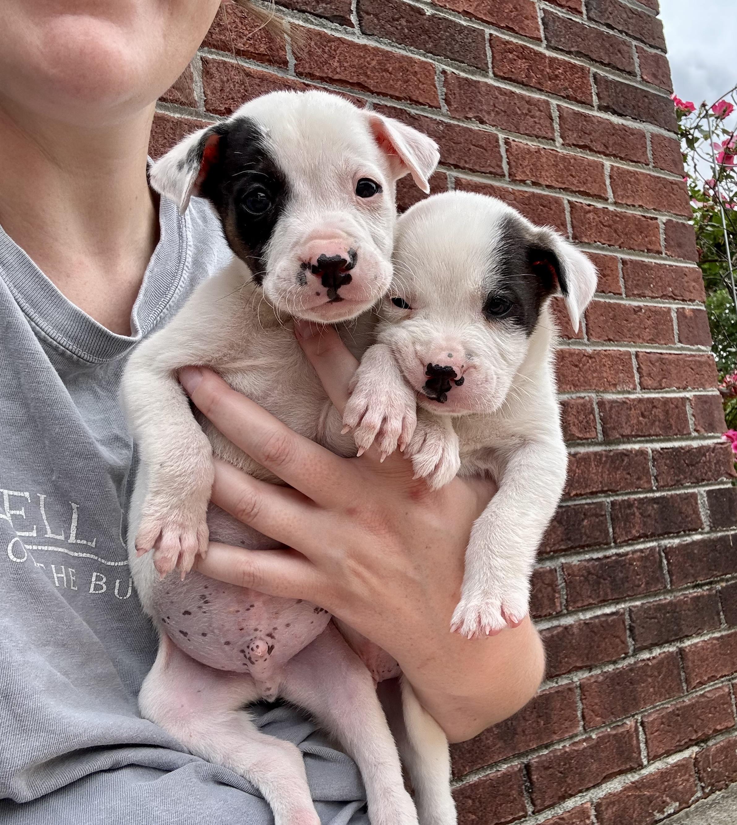 Enlarge Chip, a Adoptable mixed breed in Mount Meigs, AL image 4/5