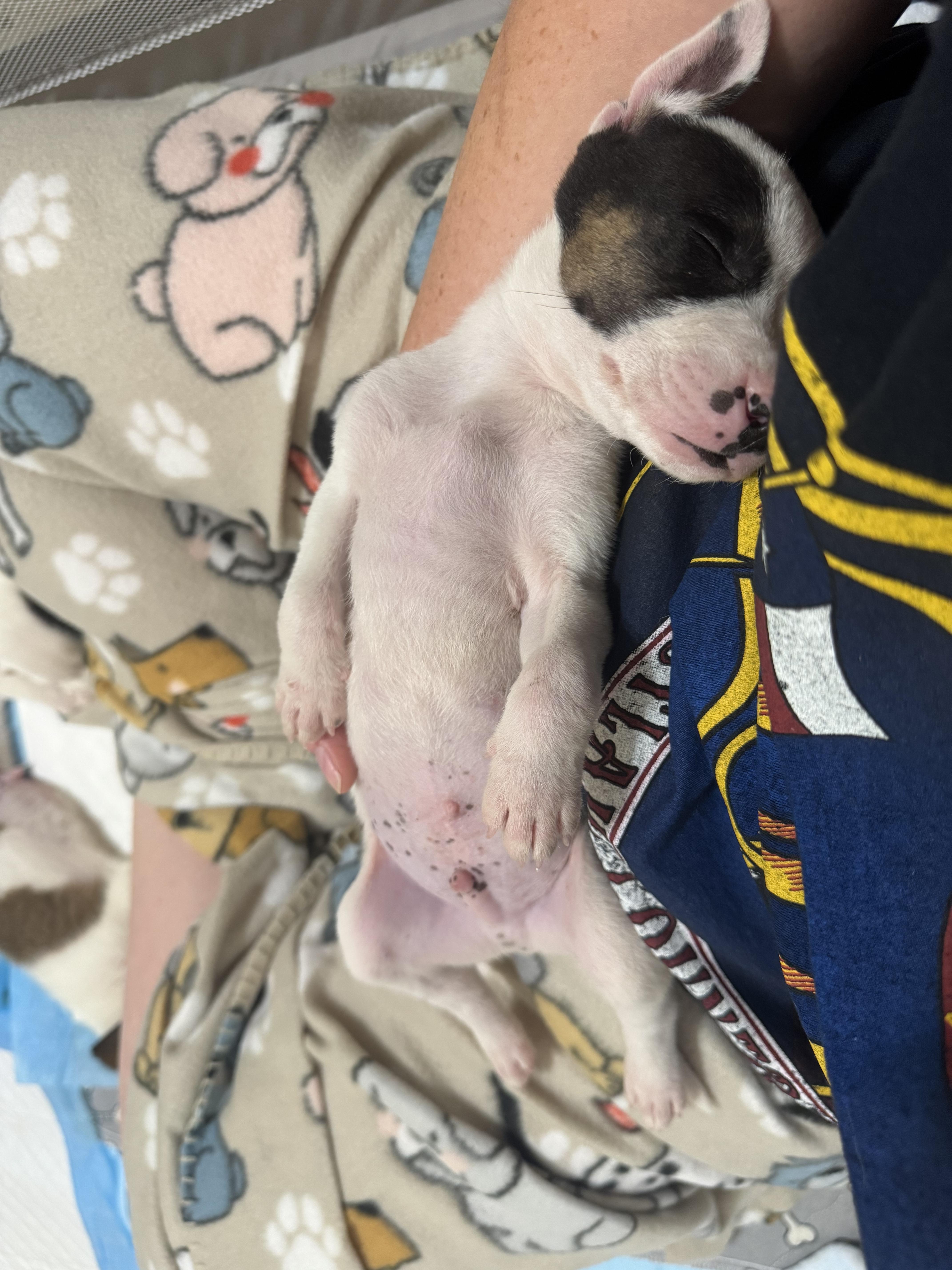 Enlarge Chip, a Adoptable mixed breed in Mount Meigs, AL image 2/5