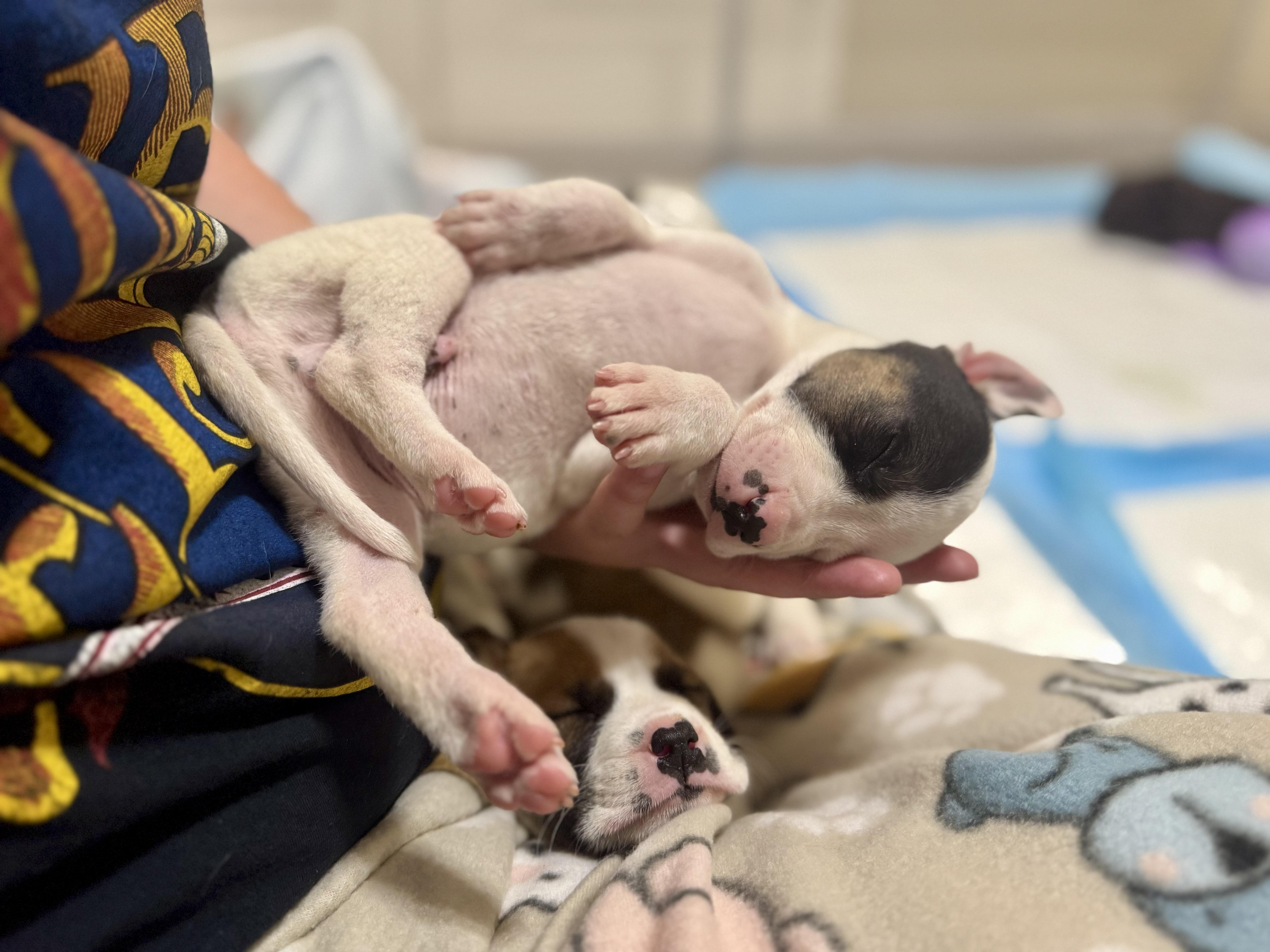 Chip, Adoptable, Puppy Male Anatolian Shepherd & American Bulldog.