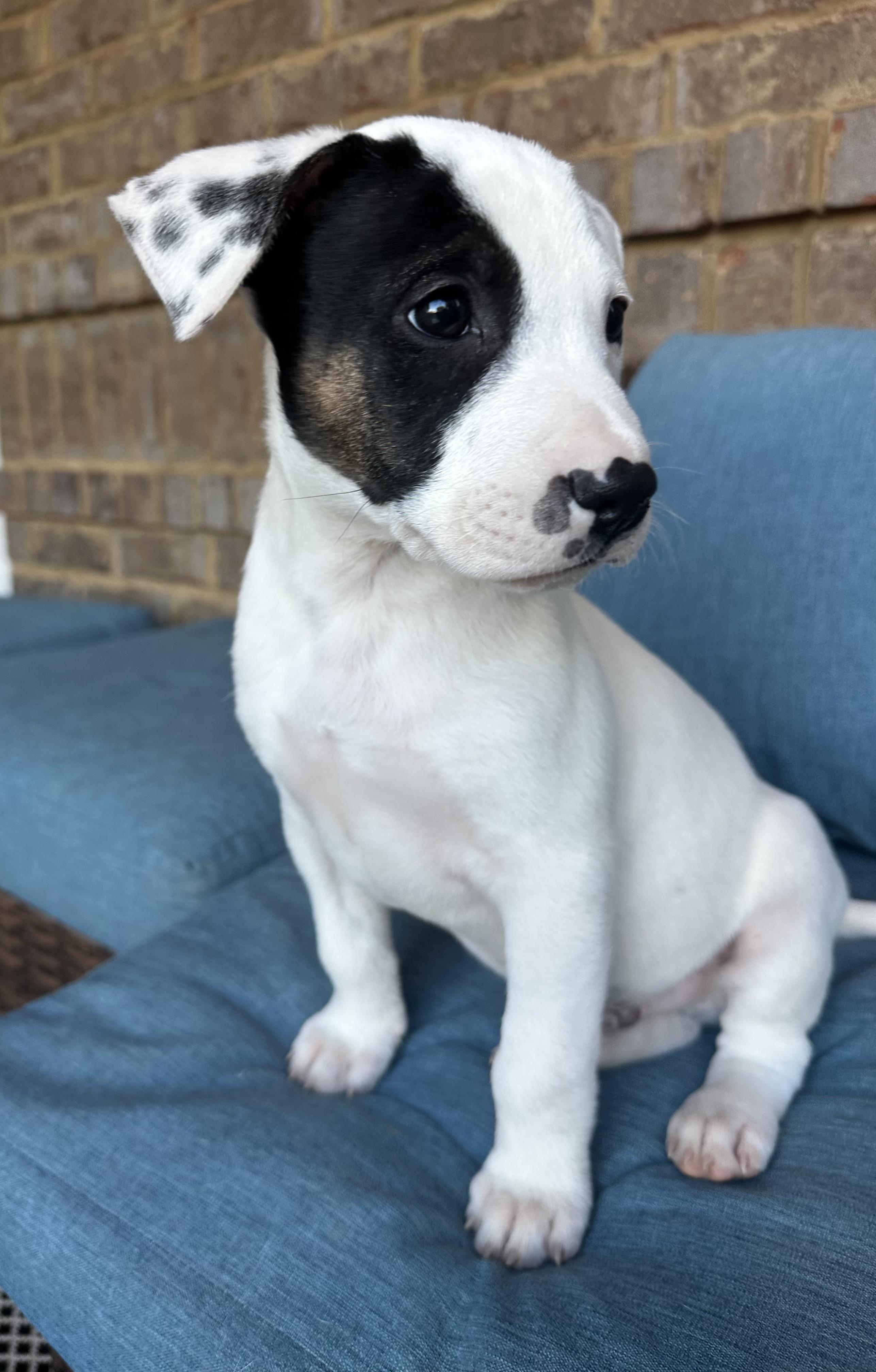 Chip, Adoptable, Puppy Male Anatolian Shepherd & American Bulldog.