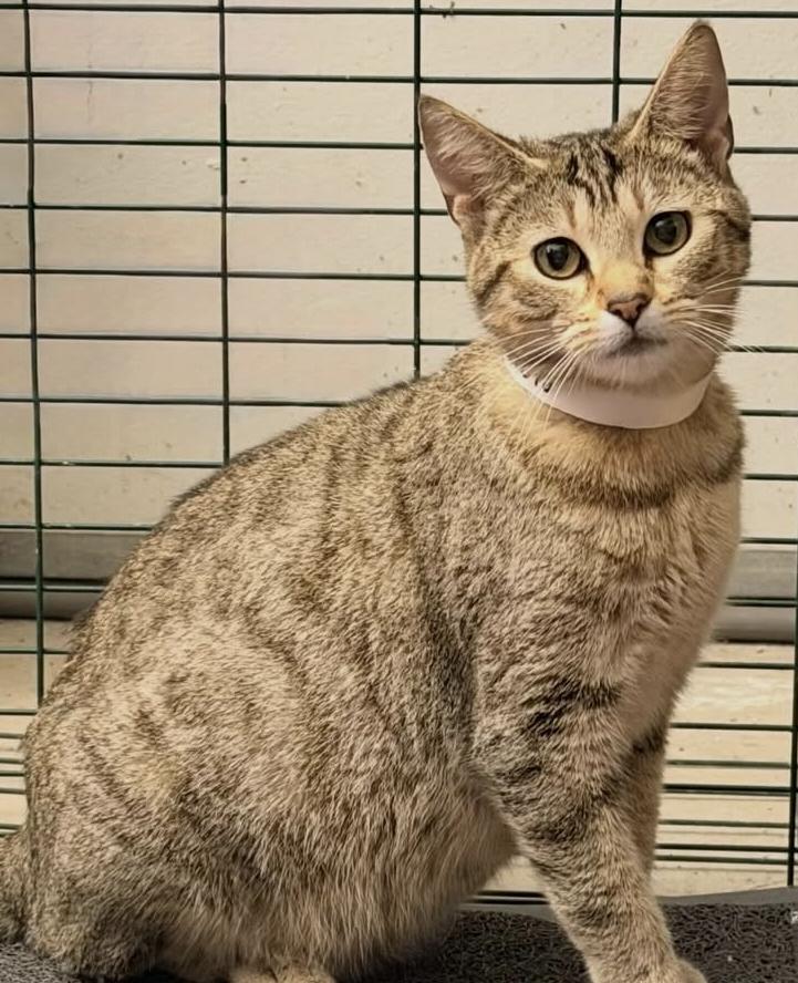 Mocha, ADOPTABLE, Adult Female Domestic Short Hair.