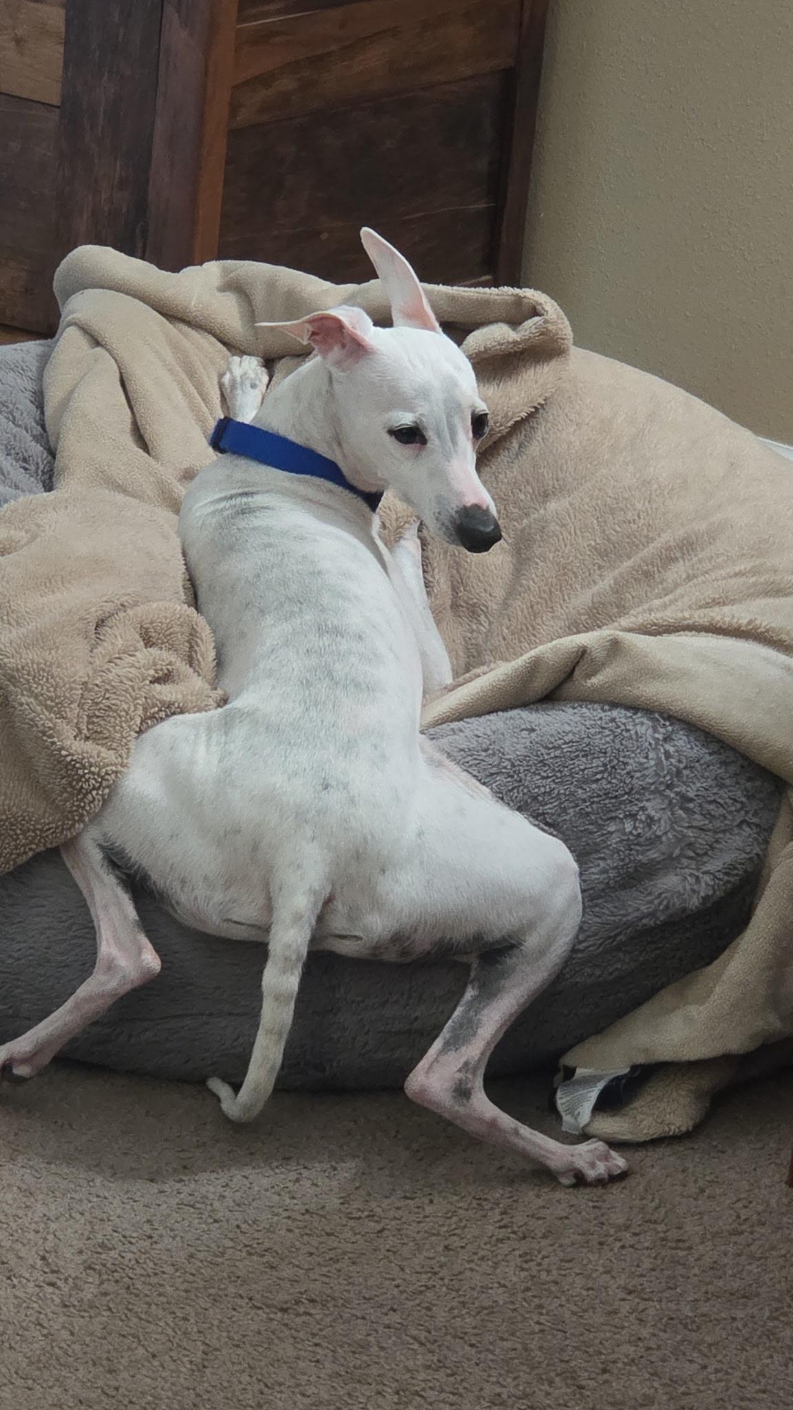 Enlarge Lil' Bit, a Adopted Italian Greyhound in Des Moines, IA image 2/6