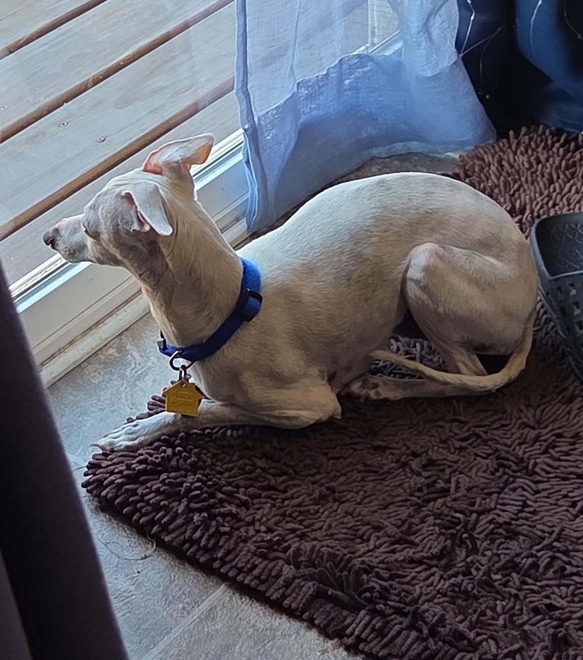 Enlarge Lil' Bit, a Adopted Italian Greyhound in Des Moines, IA image 4/6