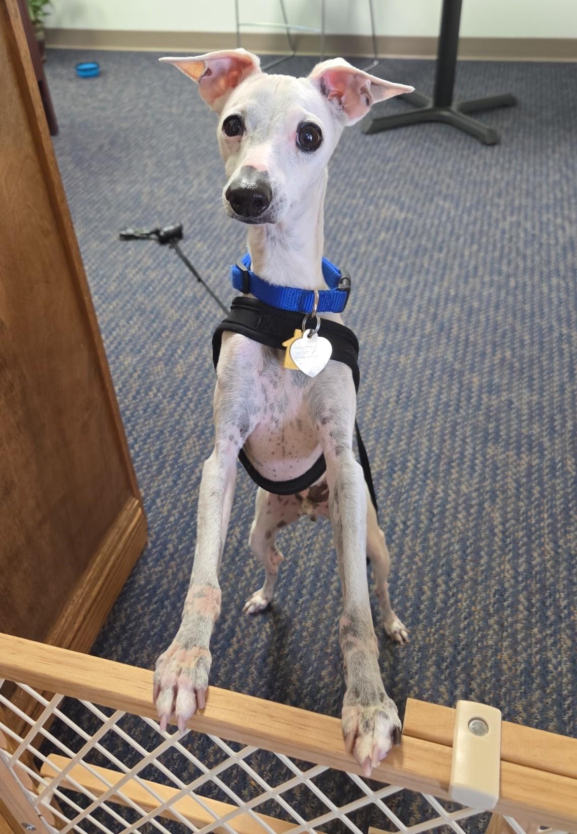 Enlarge Lil' Bit, a Adopted Italian Greyhound in Des Moines, IA image 1/6