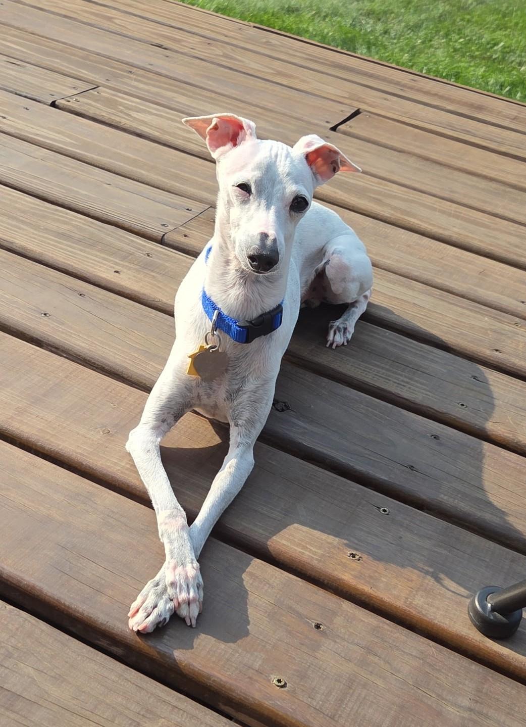 Enlarge Lil' Bit, a Adopted Italian Greyhound in Des Moines, IA image 5/6