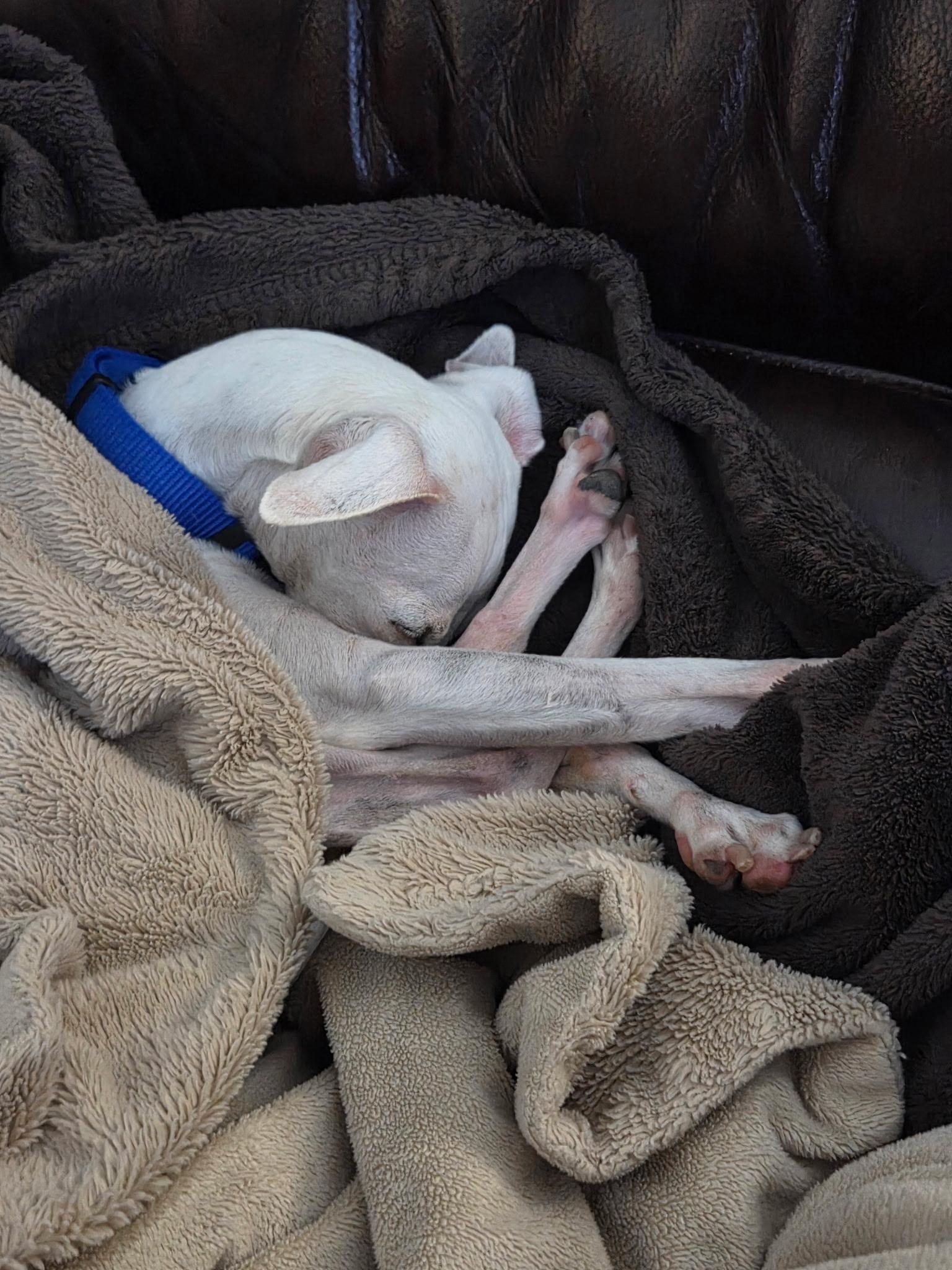 Enlarge Lil' Bit, a Adopted Italian Greyhound in Des Moines, IA image 3/6