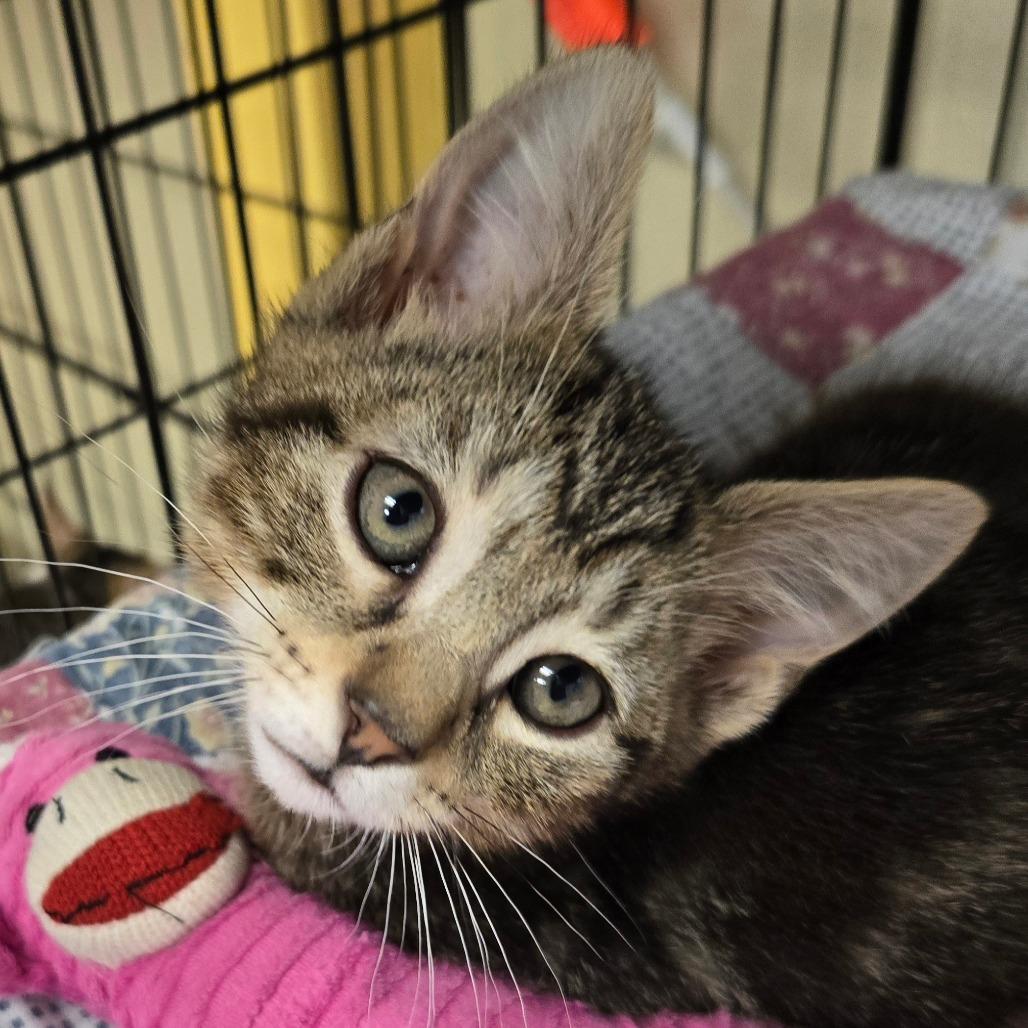 Barnacle, Adoptable, Young Male Domestic Short Hair.