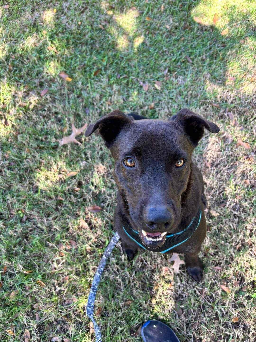 Dusty, an adoptable Labrador Retriever in Madison, MS, 39110 | Photo Image 1
