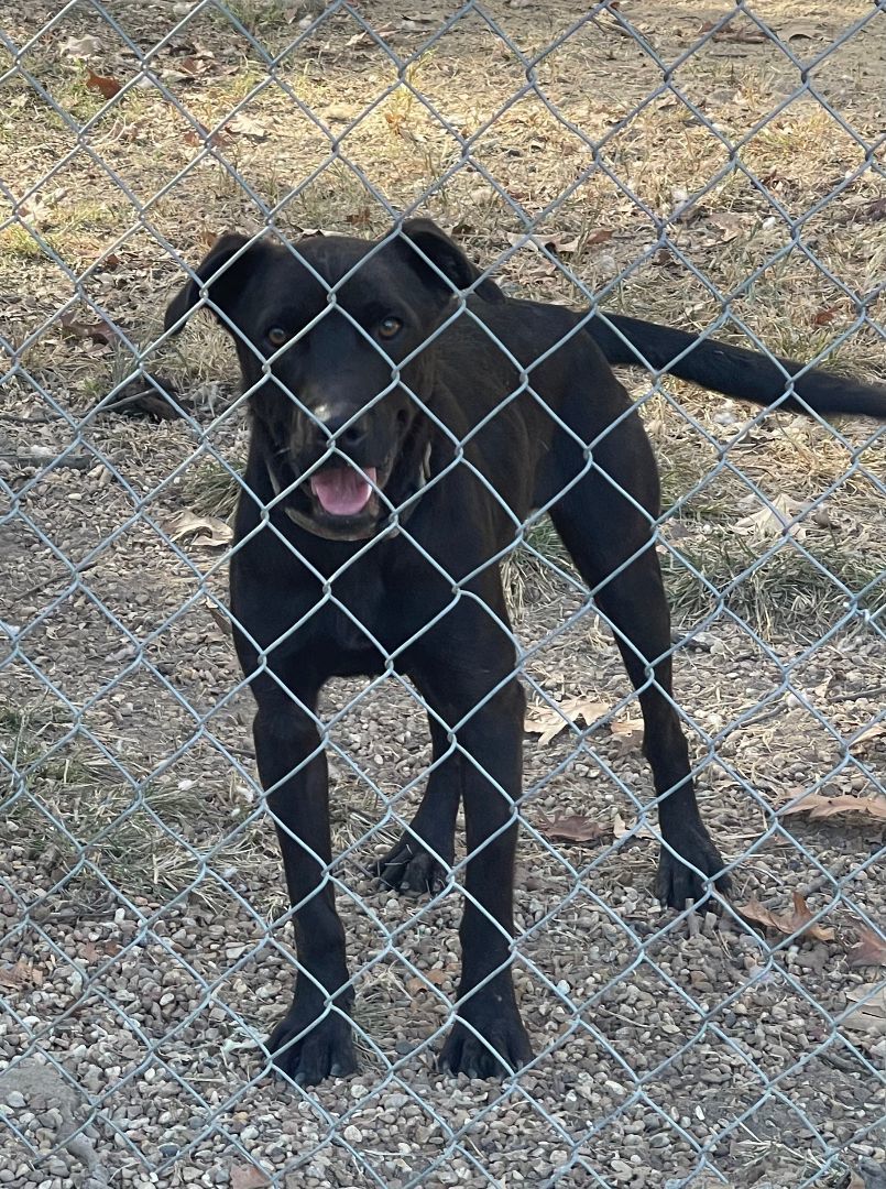 Dusty, an adoptable Labrador Retriever in Madison, MS, 39110 | Photo Image 2