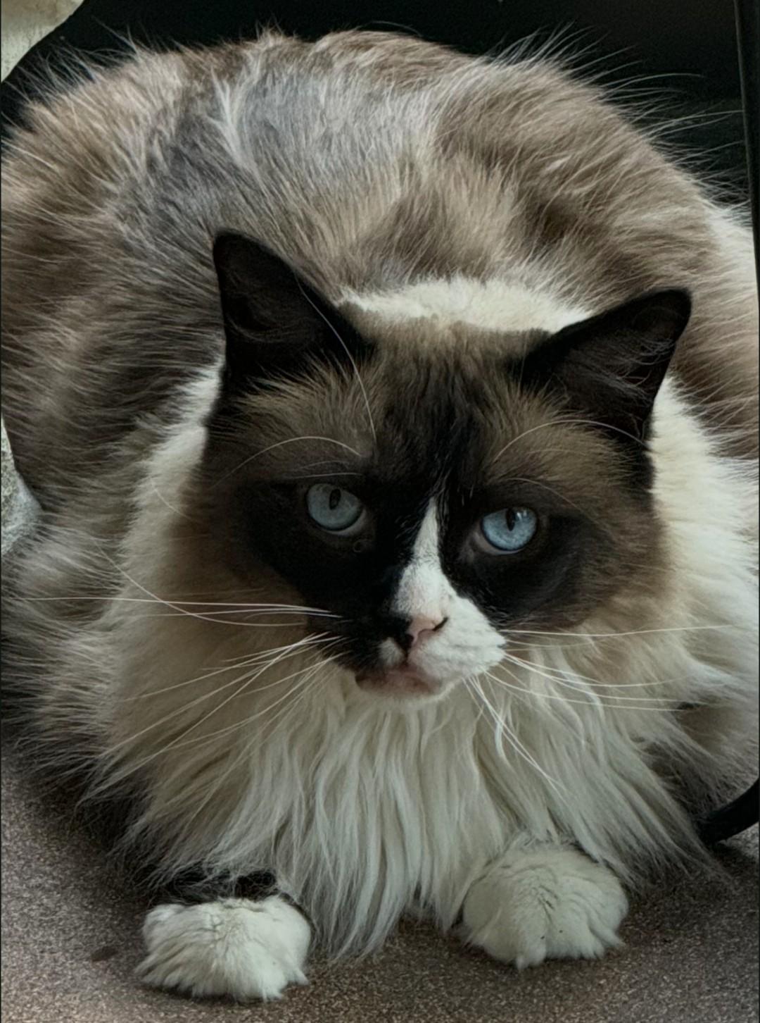Enlarge Reggie - courtesy post, an adopted Ragdoll in Hendersonville, TN image 1/2