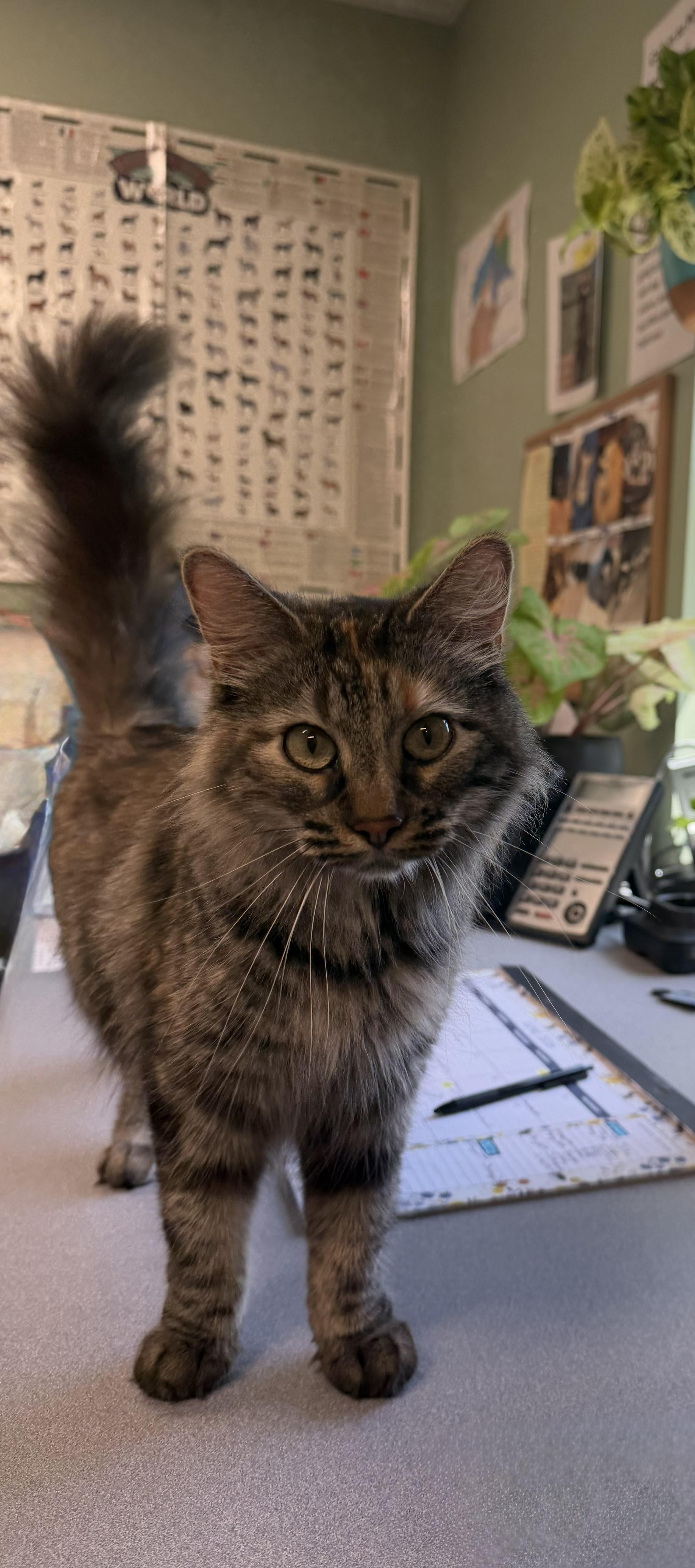 SYLVIA, adopted, Adult Female Tortoiseshell & Tabby.
