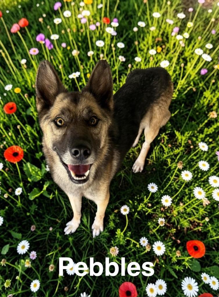 Pebbles, Adoptable, Young Female German Shepherd Dog.