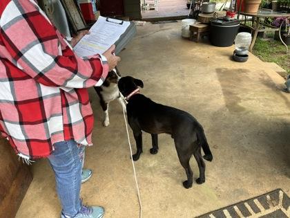 Enlarge Bailey, a Adoptable mixed breed in Blue Ridge, GA image 1/3