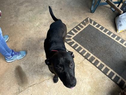 Enlarge Bailey, a Adoptable mixed breed in Blue Ridge, GA image 2/3