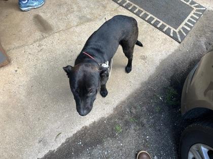Enlarge Bailey, a Adoptable mixed breed in Blue Ridge, GA image 3/3