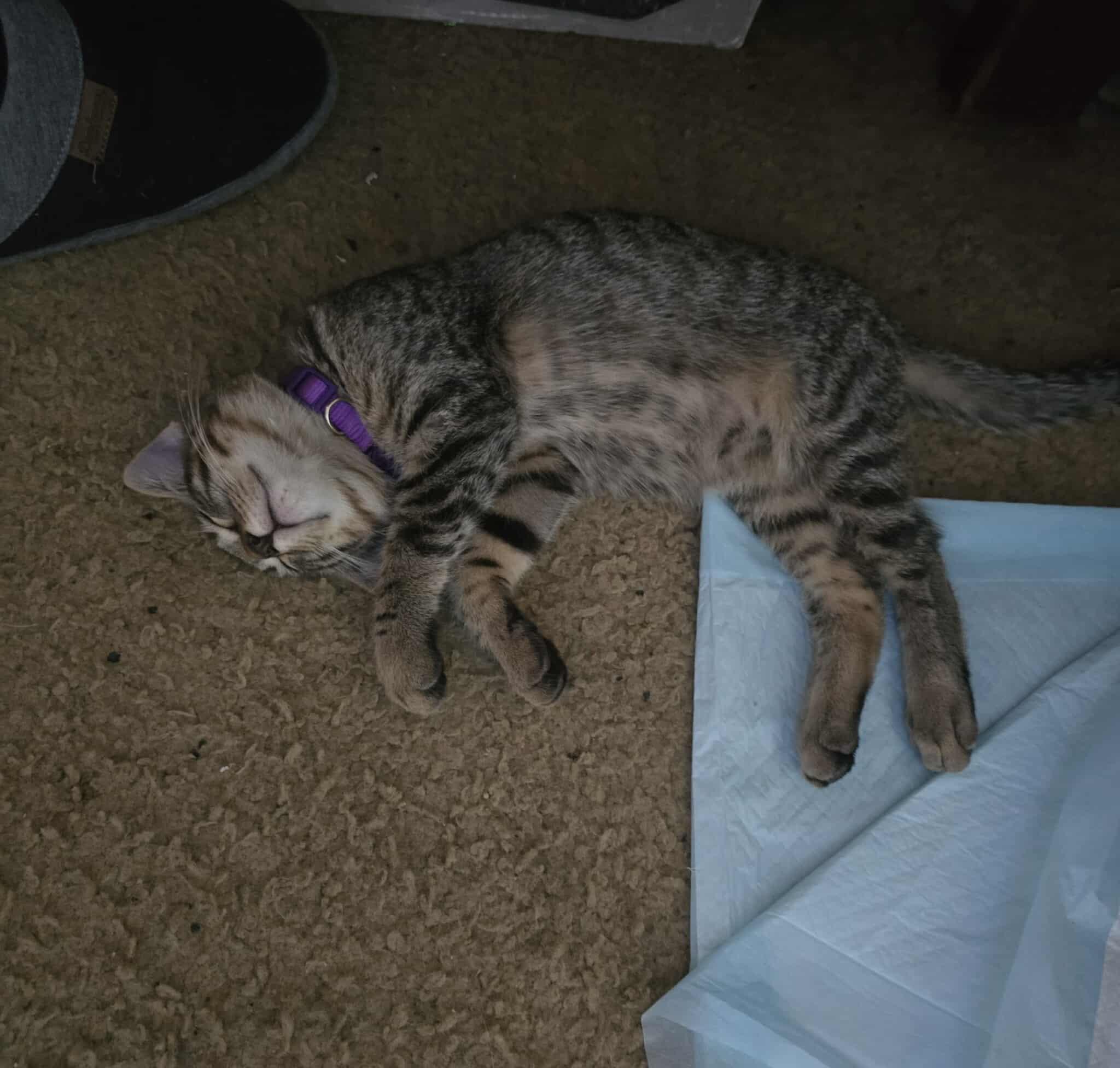 Donnie, a Adoptable Tabby in Vacaville, CA image 2/2