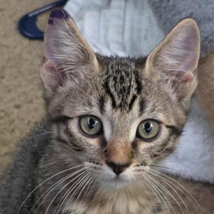 Donnie, Adoptable, Young Male Tabby.