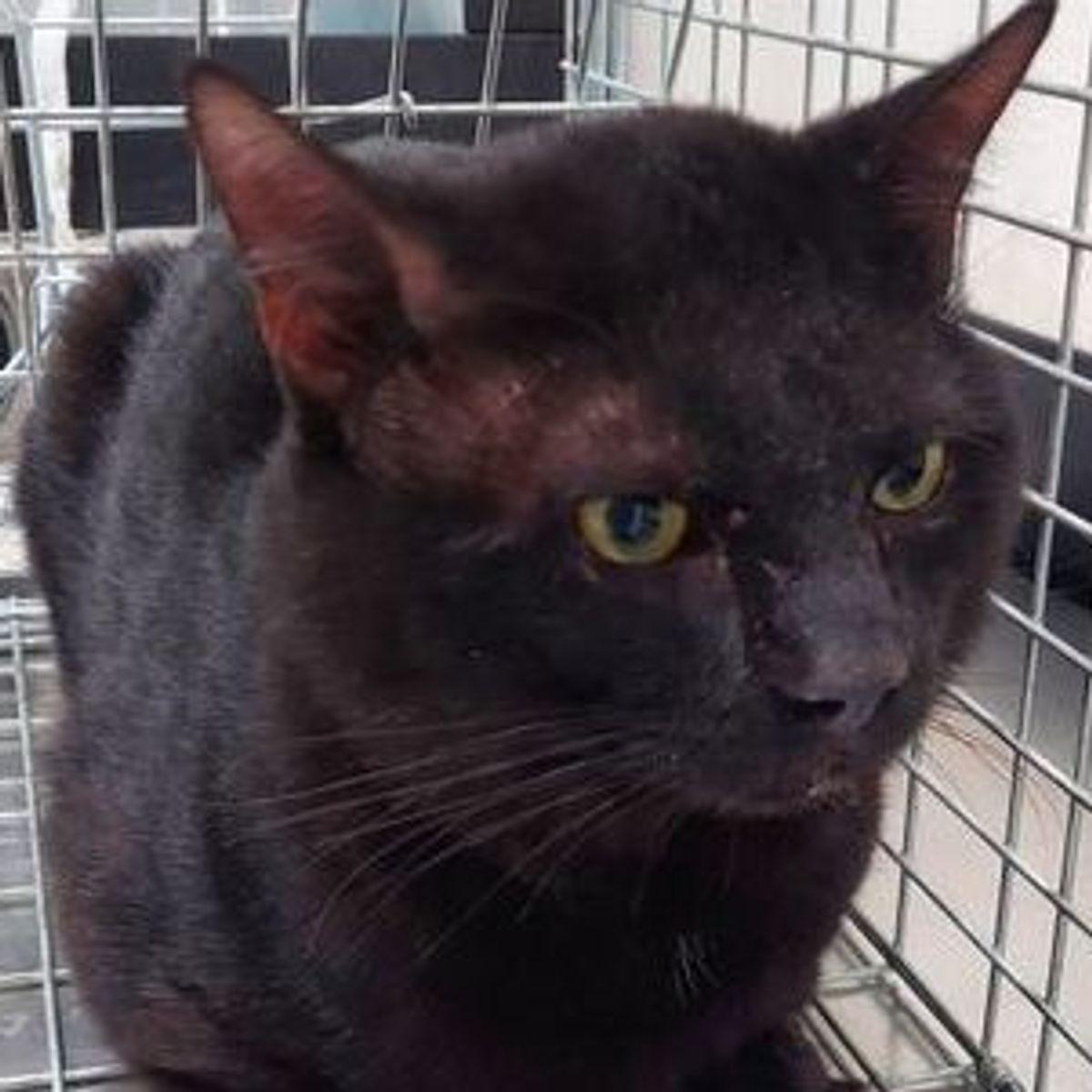 Enlarge Louie, a Adoptable Domestic Short Hair in Lake Havasu City, AZ image 1/1