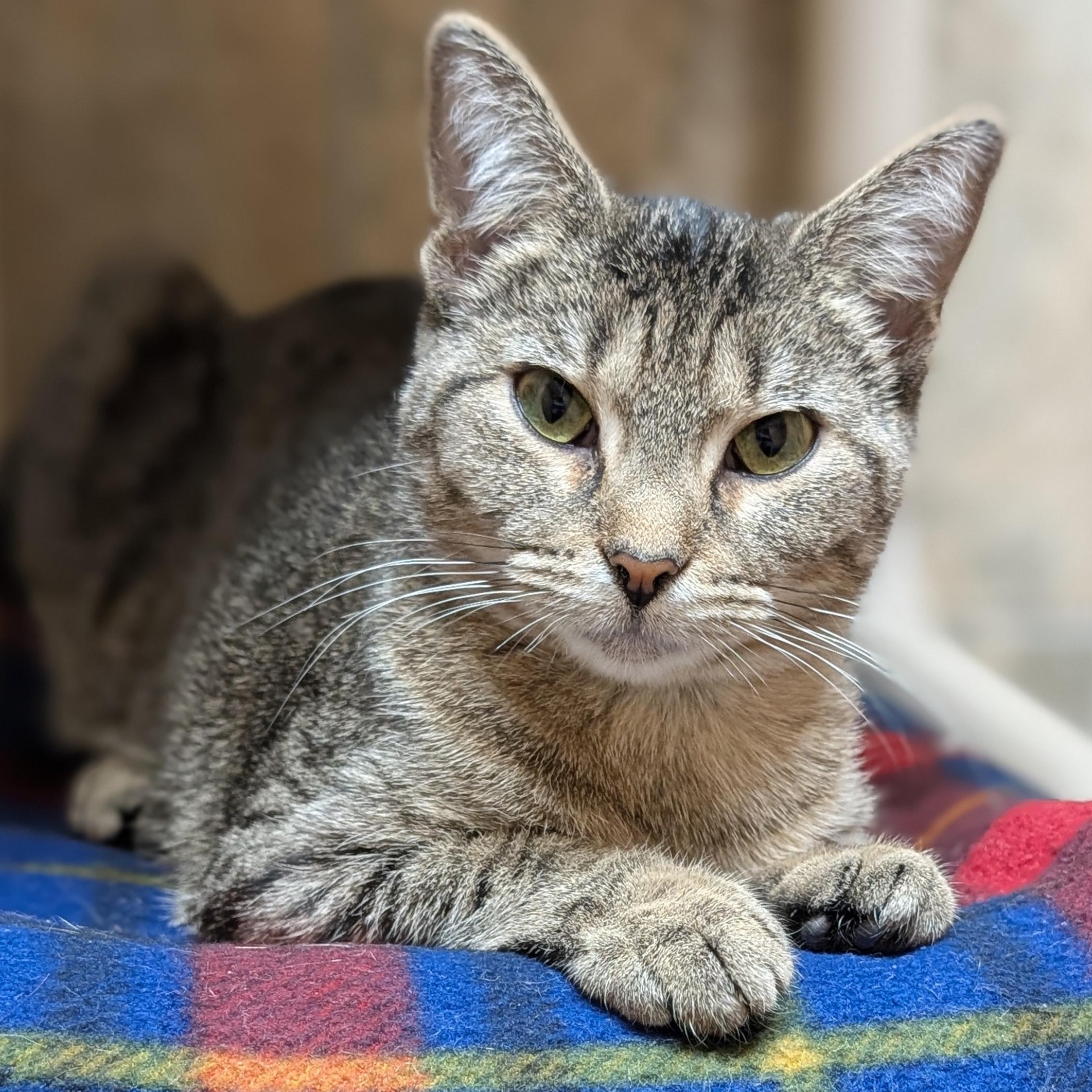 Enlarge Crayon - Name Your Own Adoption Fee!, a Adoptable Domestic Short Hair in Jefferson, WI image 5/6