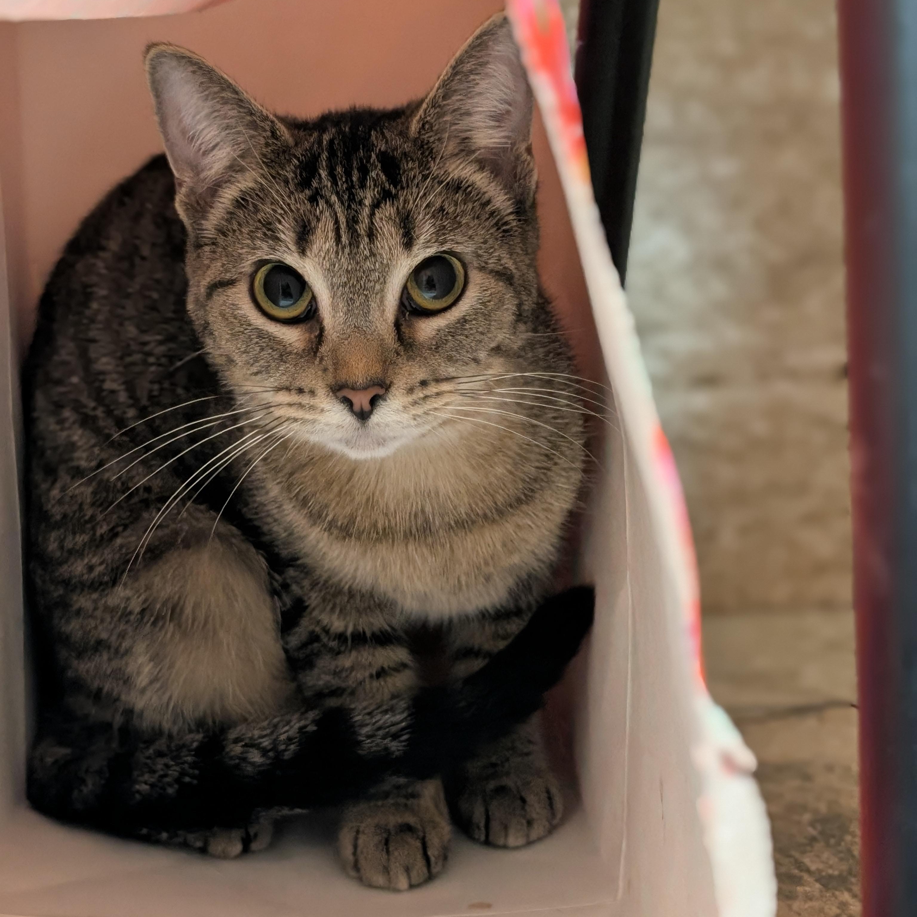 Enlarge Crayon - Name Your Own Adoption Fee!, a Adoptable Domestic Short Hair in Jefferson, WI image 3/6