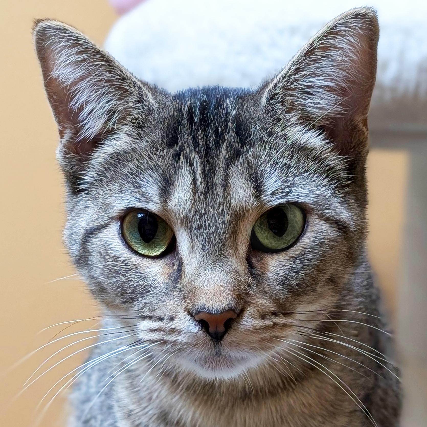 Enlarge Crayon - Name Your Own Adoption Fee!, a Adoptable Domestic Short Hair in Jefferson, WI image 1/6