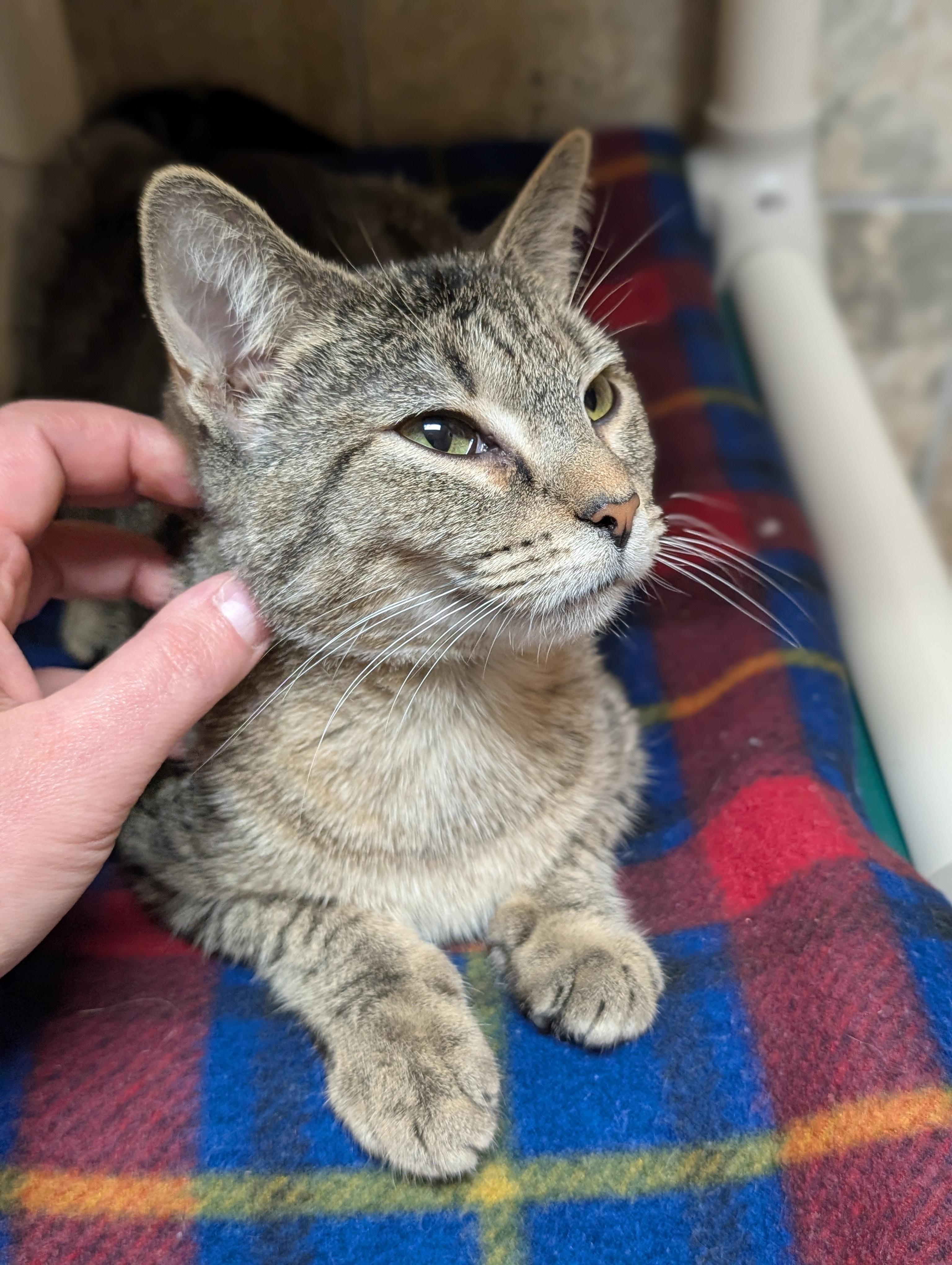 Enlarge Crayon - Name Your Own Adoption Fee!, a Adoptable Domestic Short Hair in Jefferson, WI image 4/6