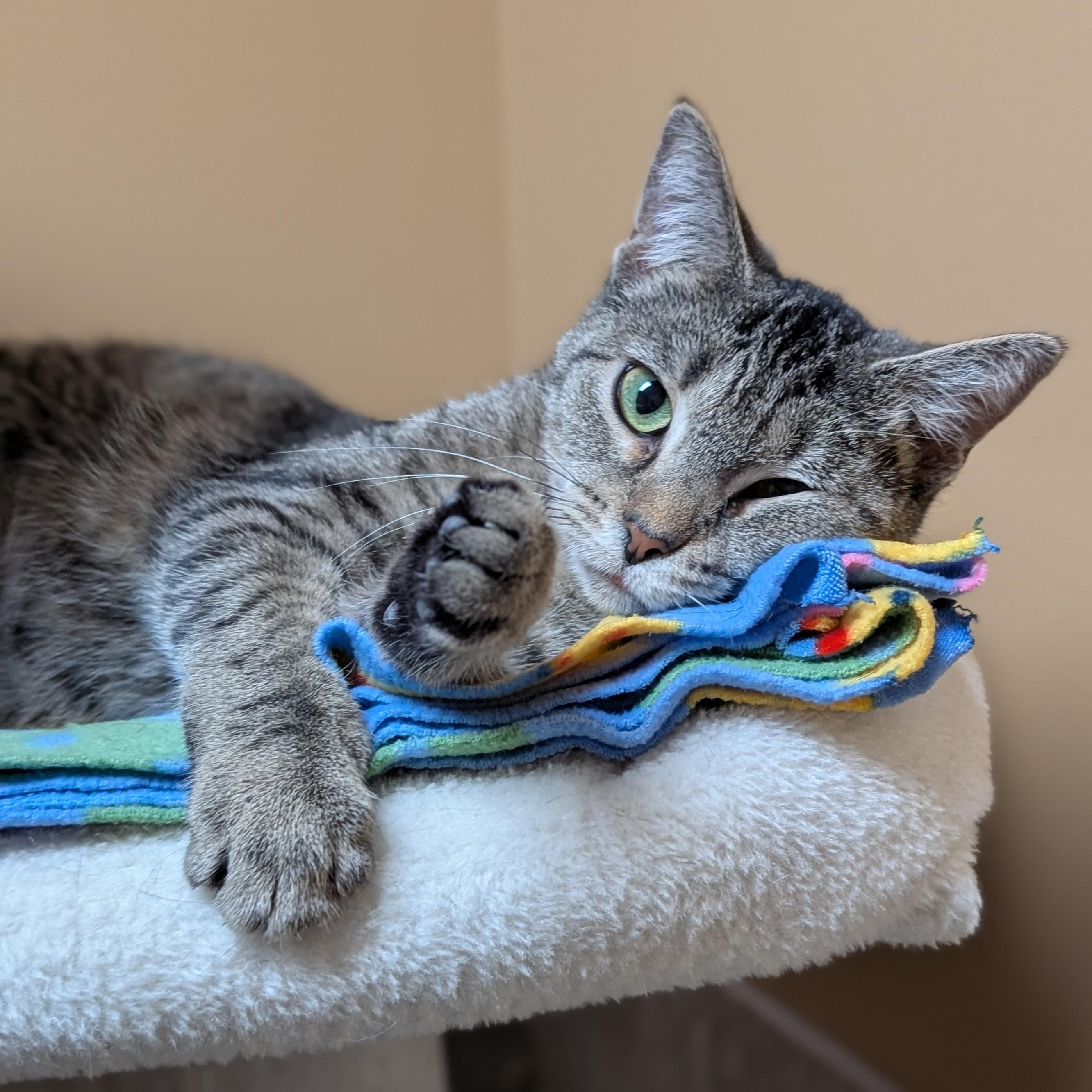 Enlarge Crayon - Name Your Own Adoption Fee!, a Adoptable Domestic Short Hair in Jefferson, WI image 2/6