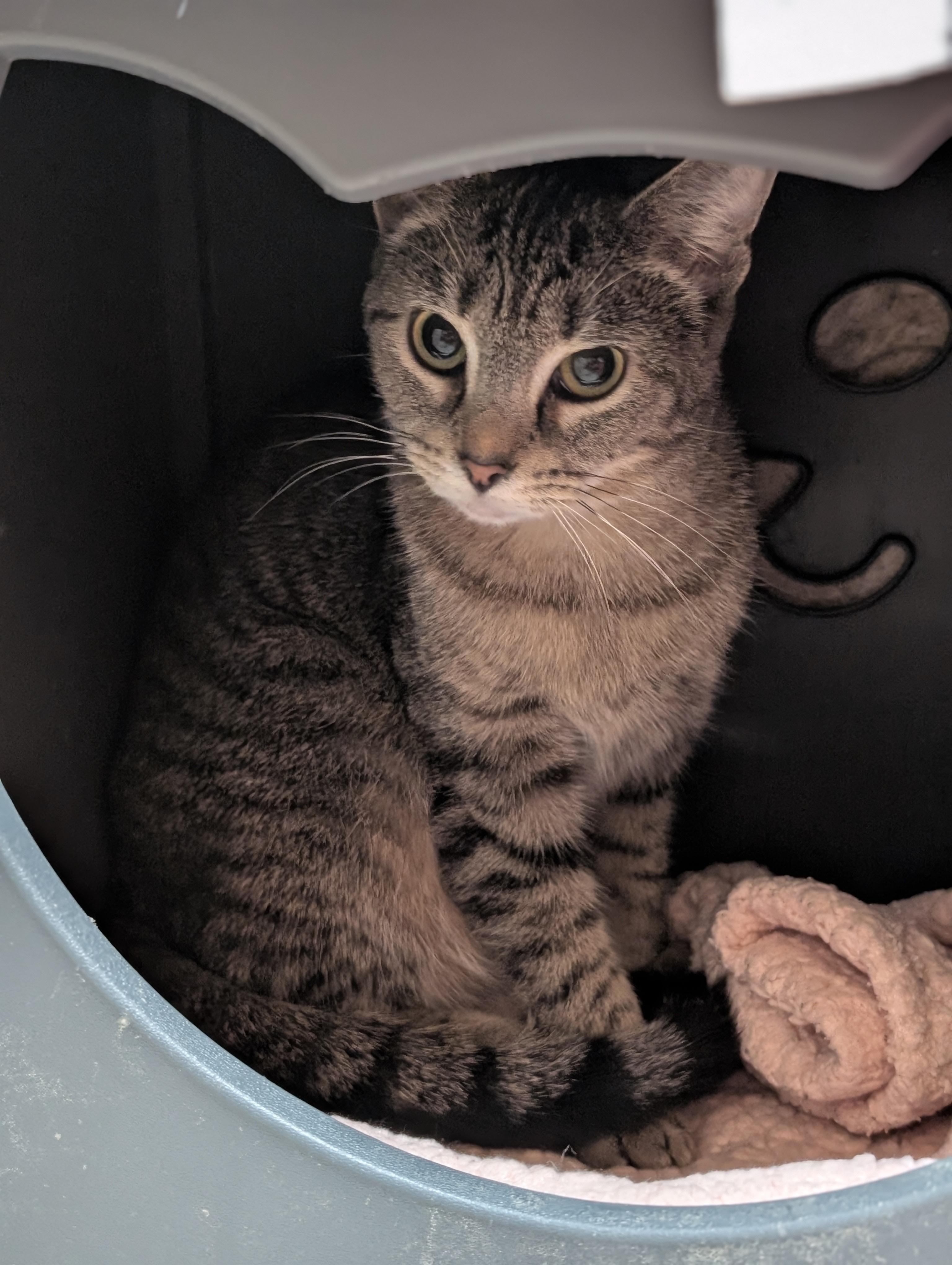 Enlarge Crayon - Name Your Own Adoption Fee!, a Adoptable Domestic Short Hair in Jefferson, WI image 6/6