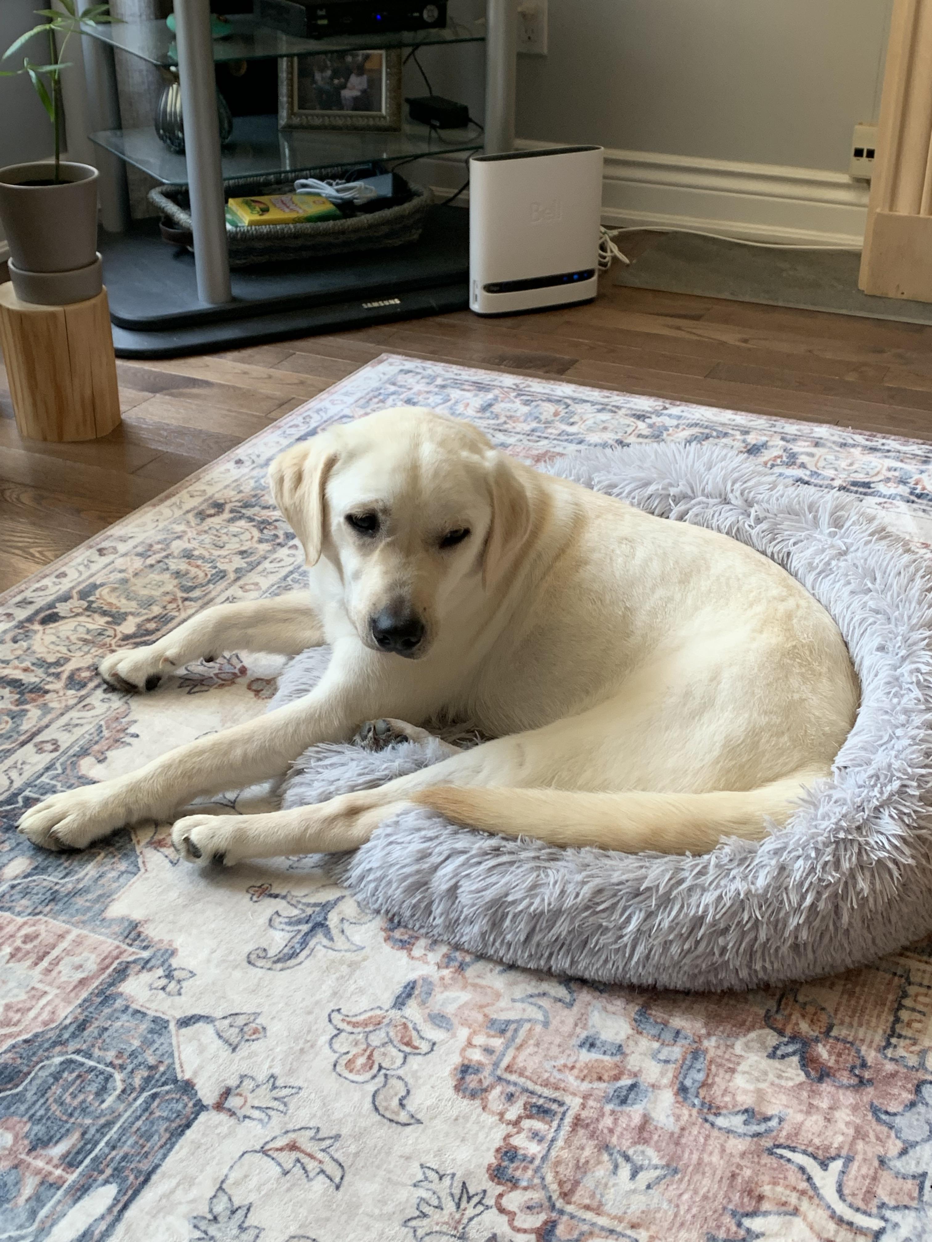 Lady, a Adoptable mixed breed in Markham, ON image 2/4