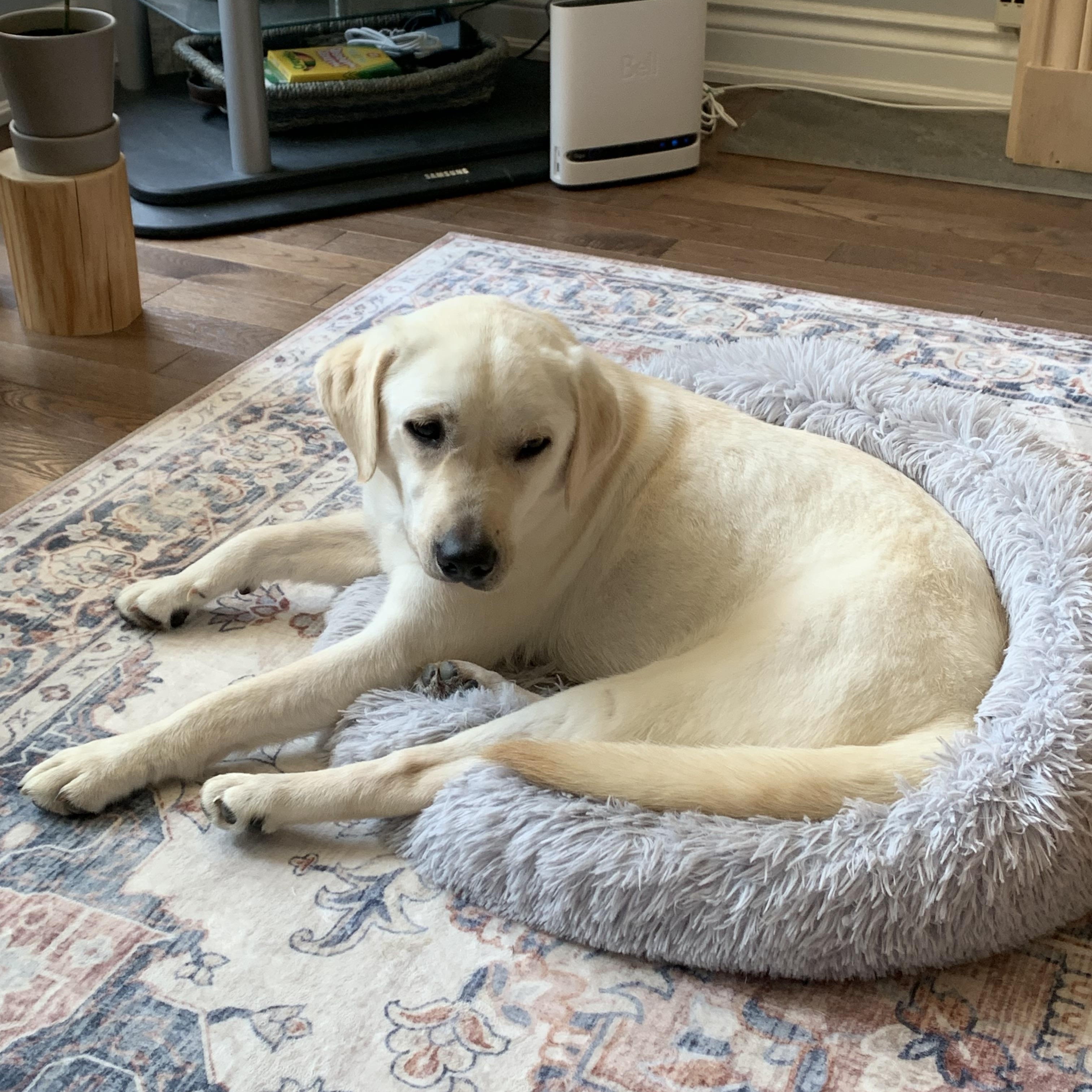Enlarge Lady, a Adoptable mixed breed in Markham, ON image 2/6