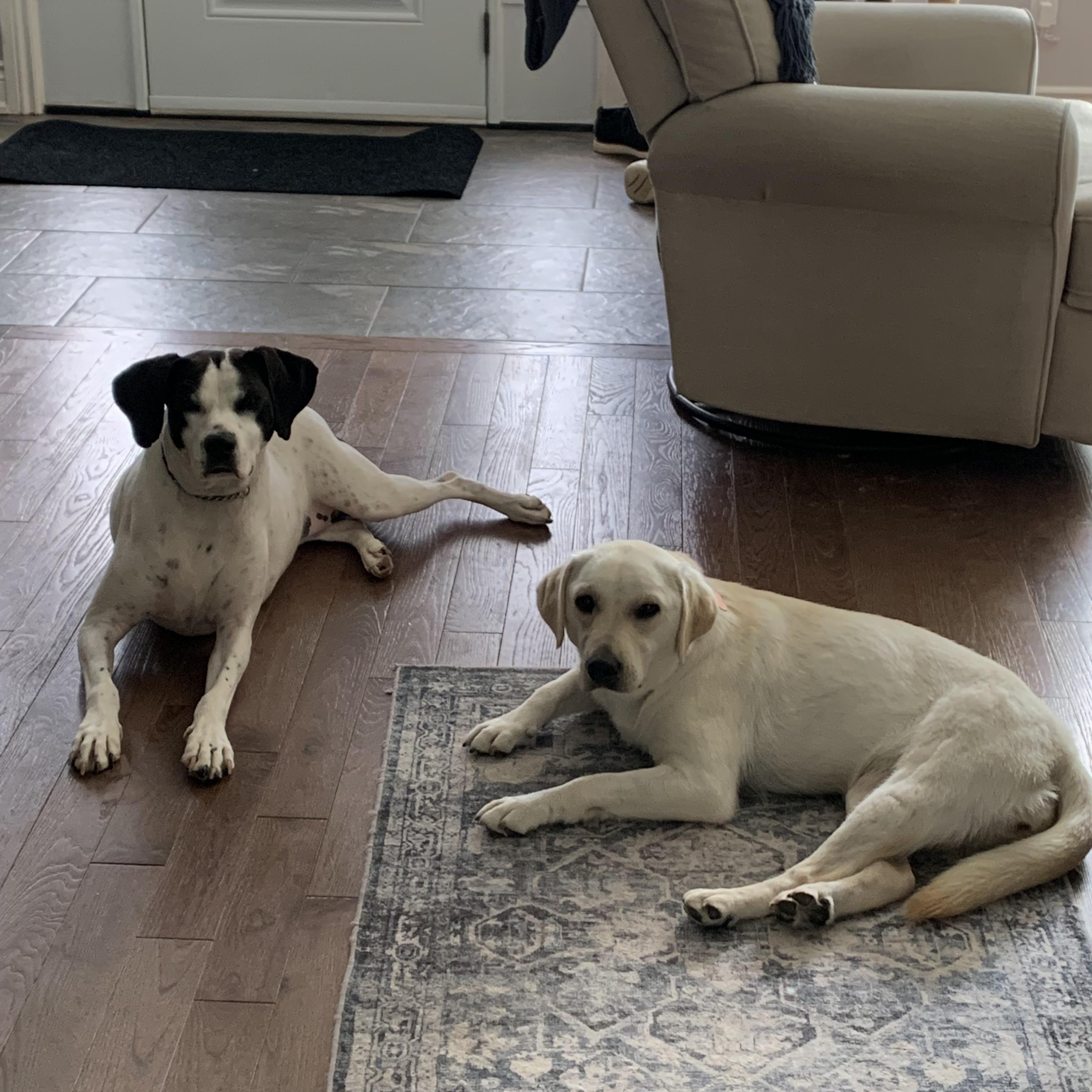 Enlarge Lady, a Adoptable mixed breed in Markham, ON image 6/6
