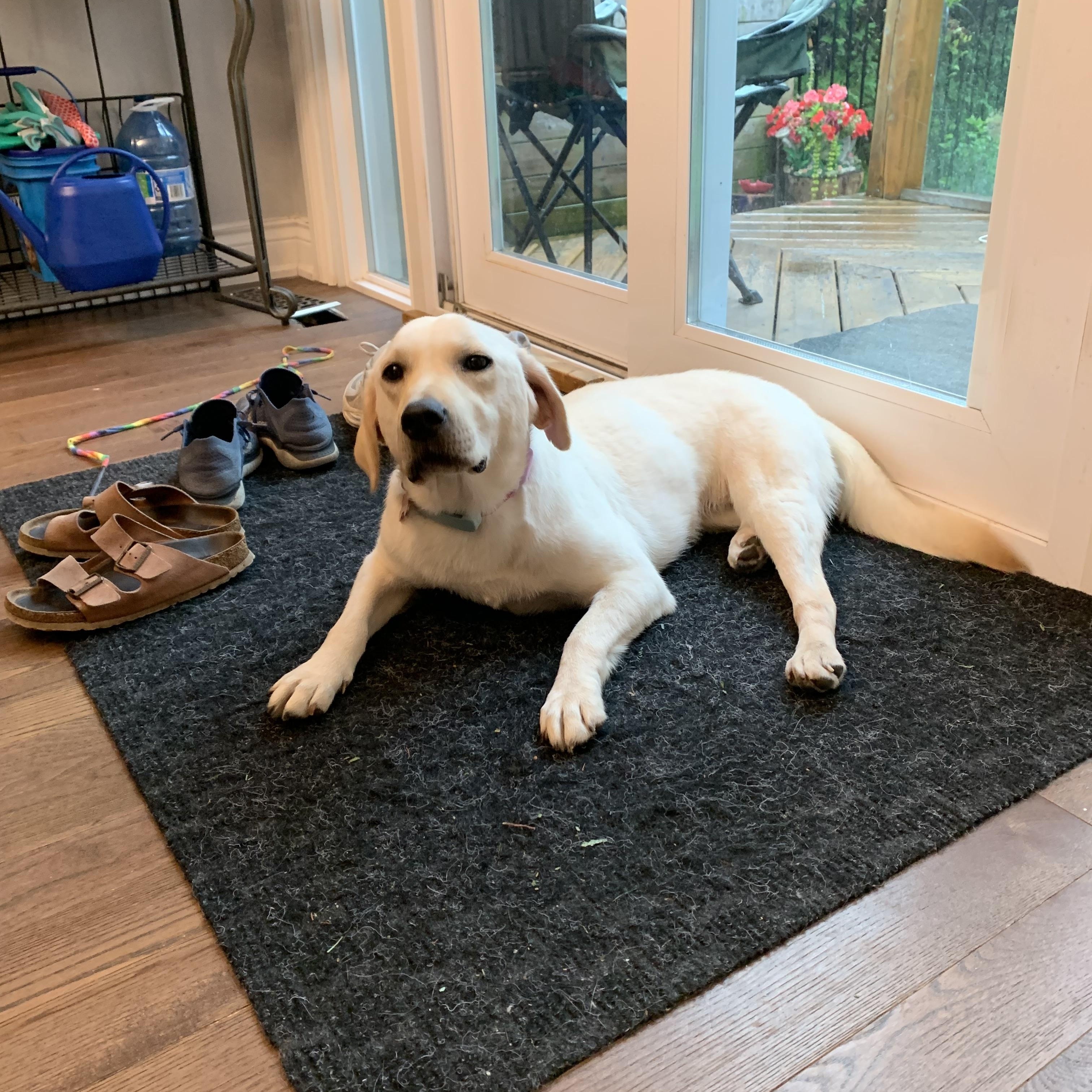 Enlarge Lady, a Adoptable mixed breed in Markham, ON image 5/6