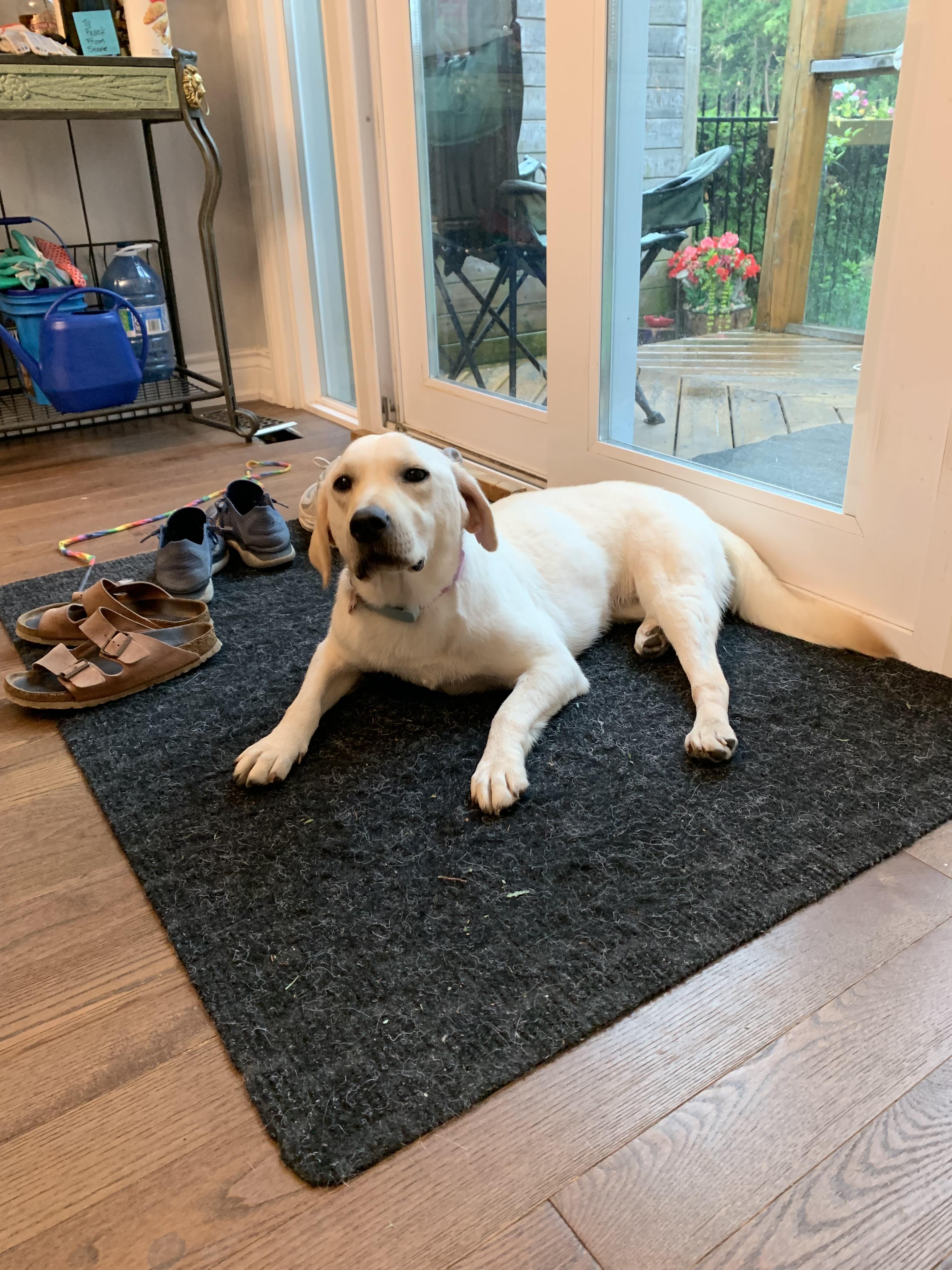 Lady, a Adoptable mixed breed in Markham, ON image 3/4