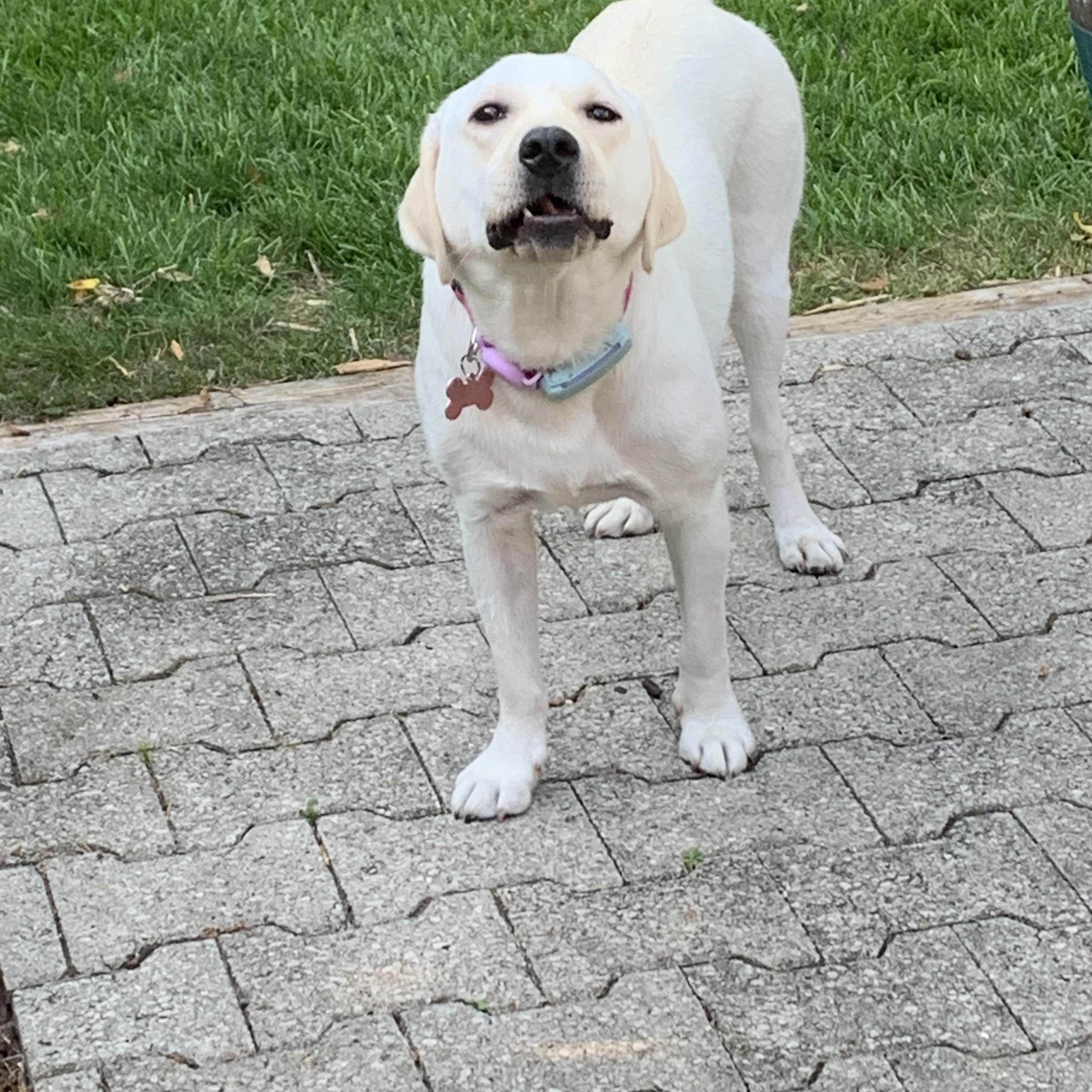 Enlarge Lady, a Adoptable mixed breed in Markham, ON image 4/6