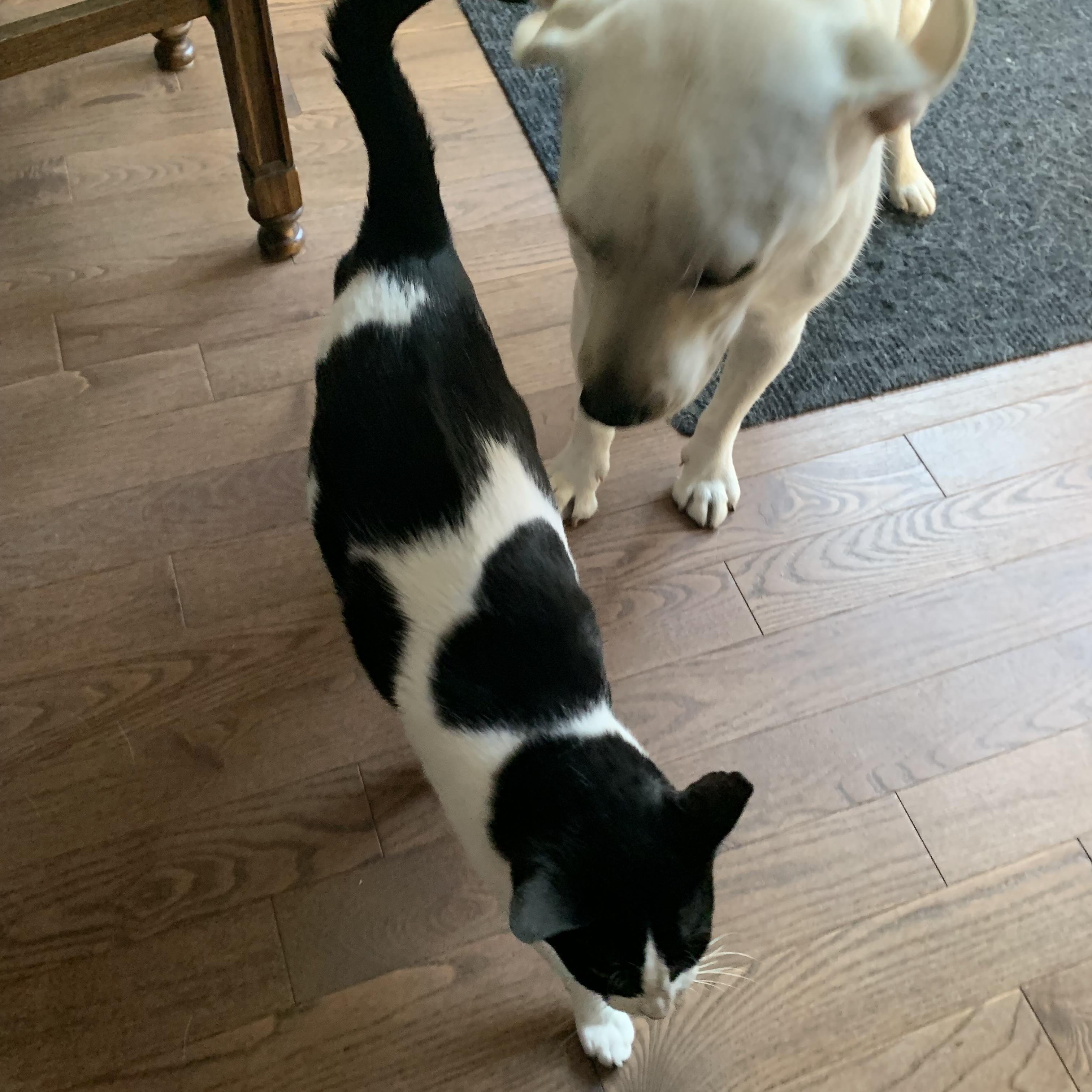 Enlarge Lady, a Adoptable mixed breed in Markham, ON image 3/6