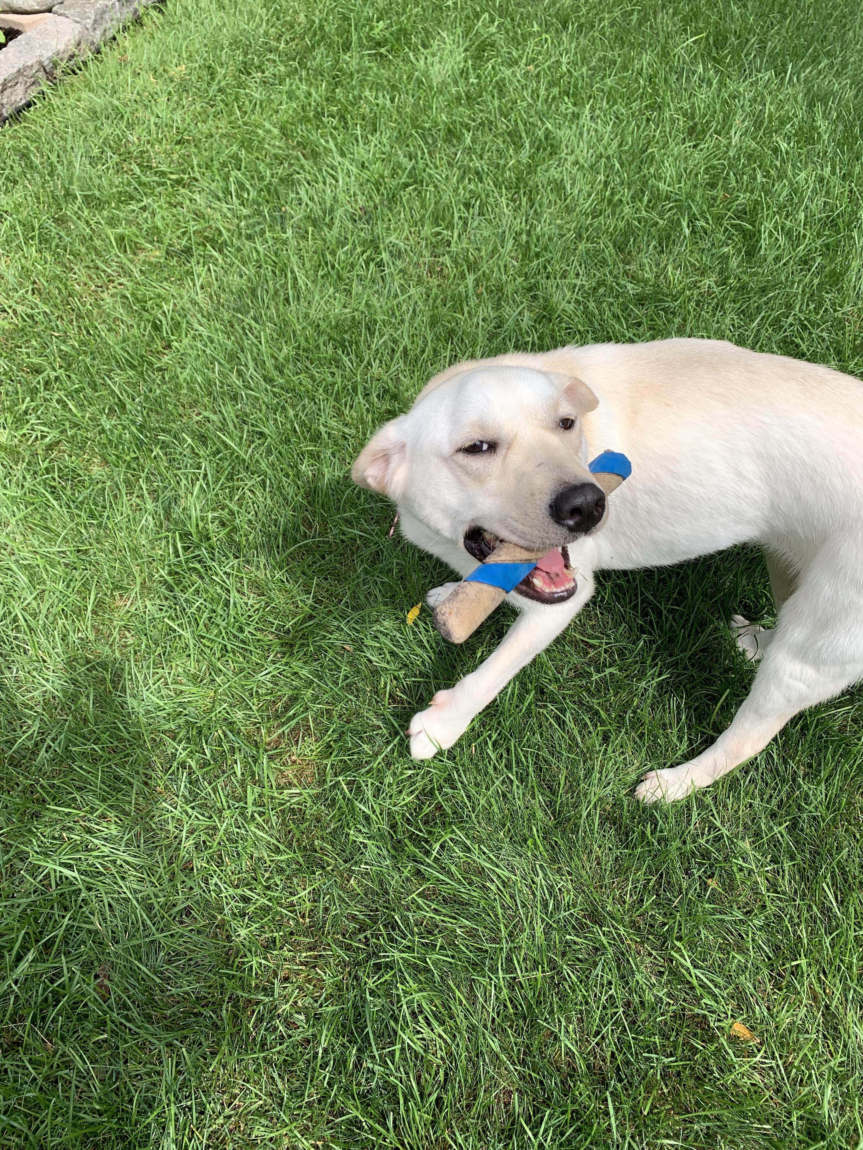 Lady, Adoptable, Young Female Labrador Retriever.