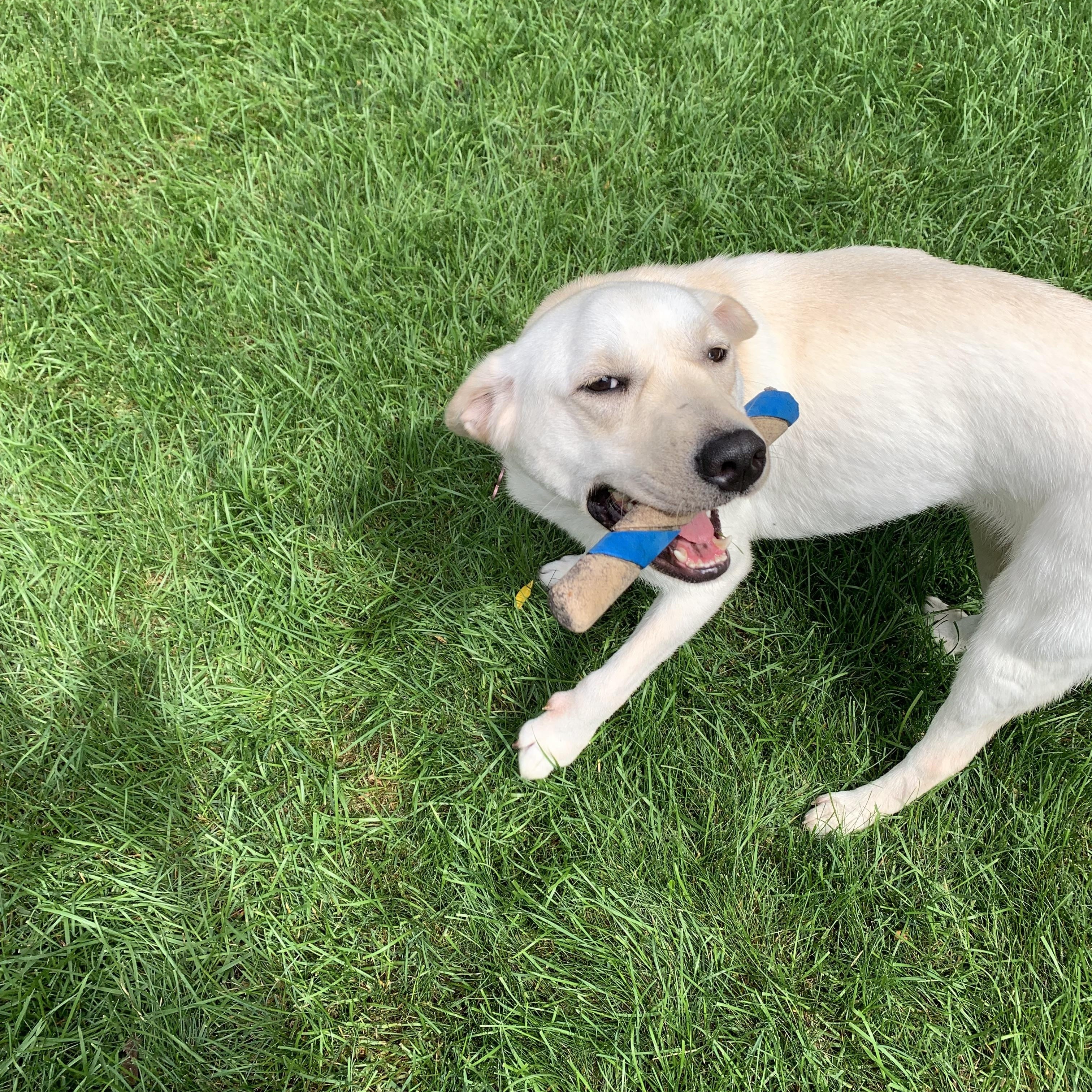 Enlarge Lady, a Adoptable mixed breed in Markham, ON image 1/6
