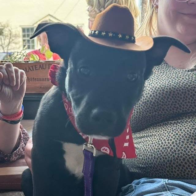 Enlarge Howdy, a Adoptable mixed breed in Prospect, KY image 1/1