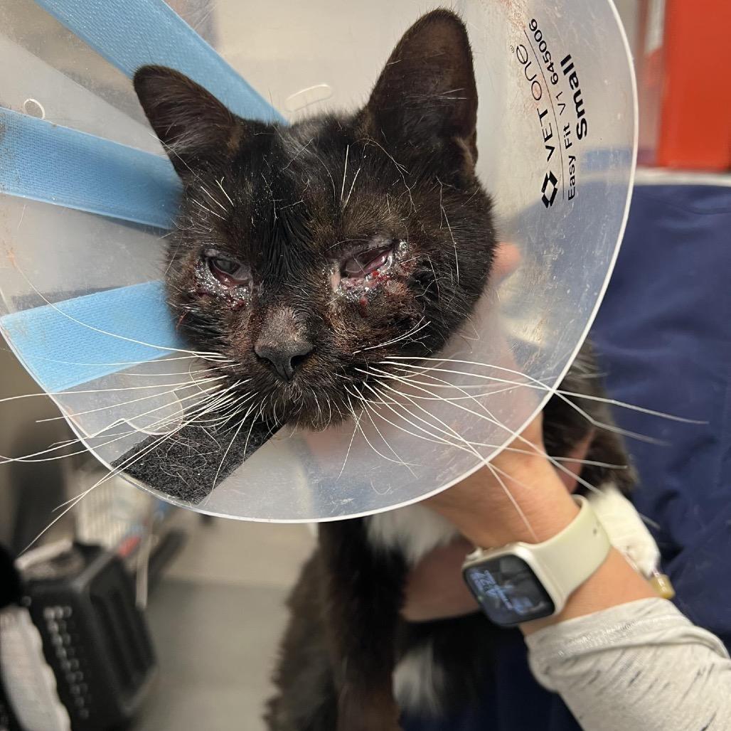 Boots, Adoptable, Adult Male Domestic Short Hair.