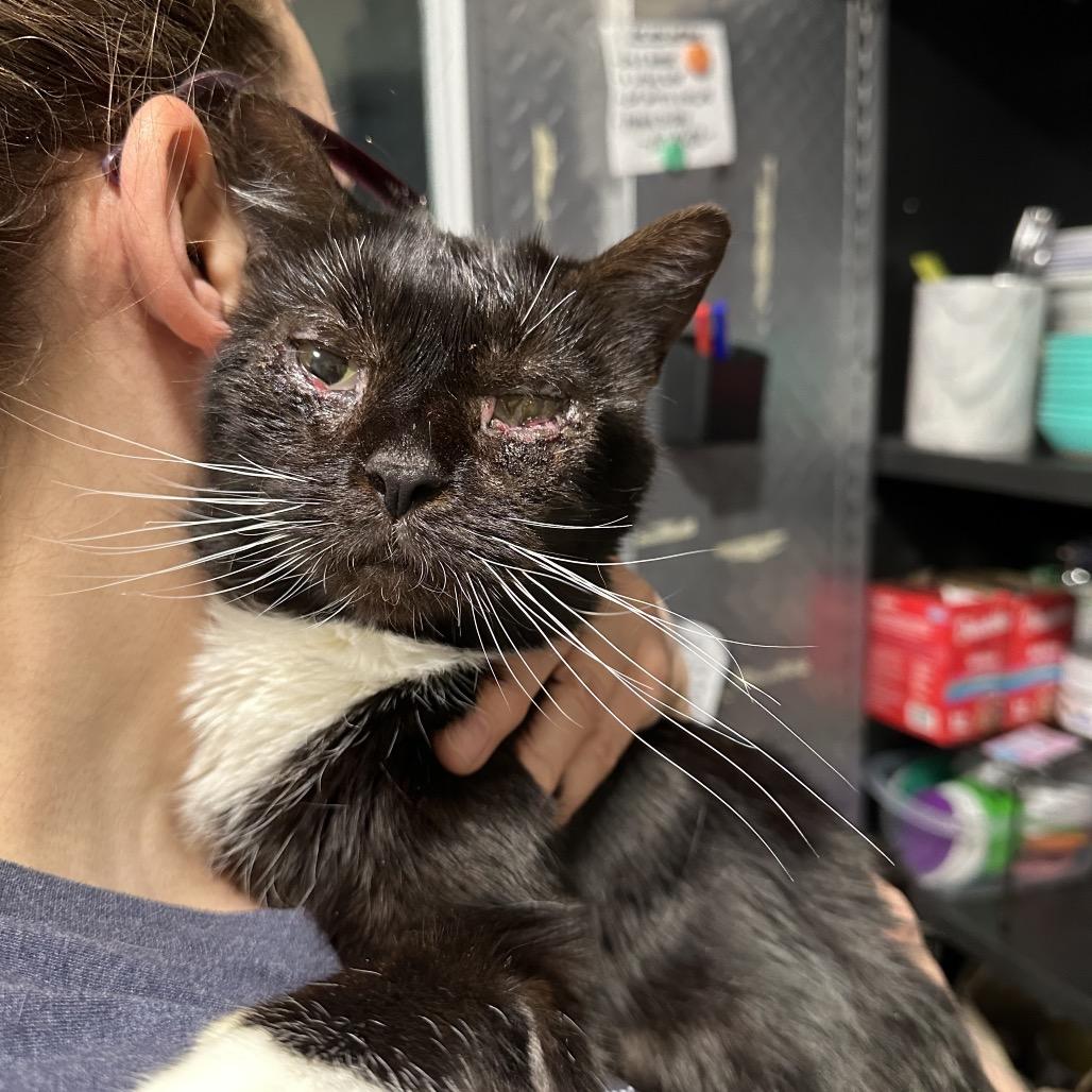 Boots, a Adoptable Domestic Short Hair in Oyster Bay, NY image 2/6