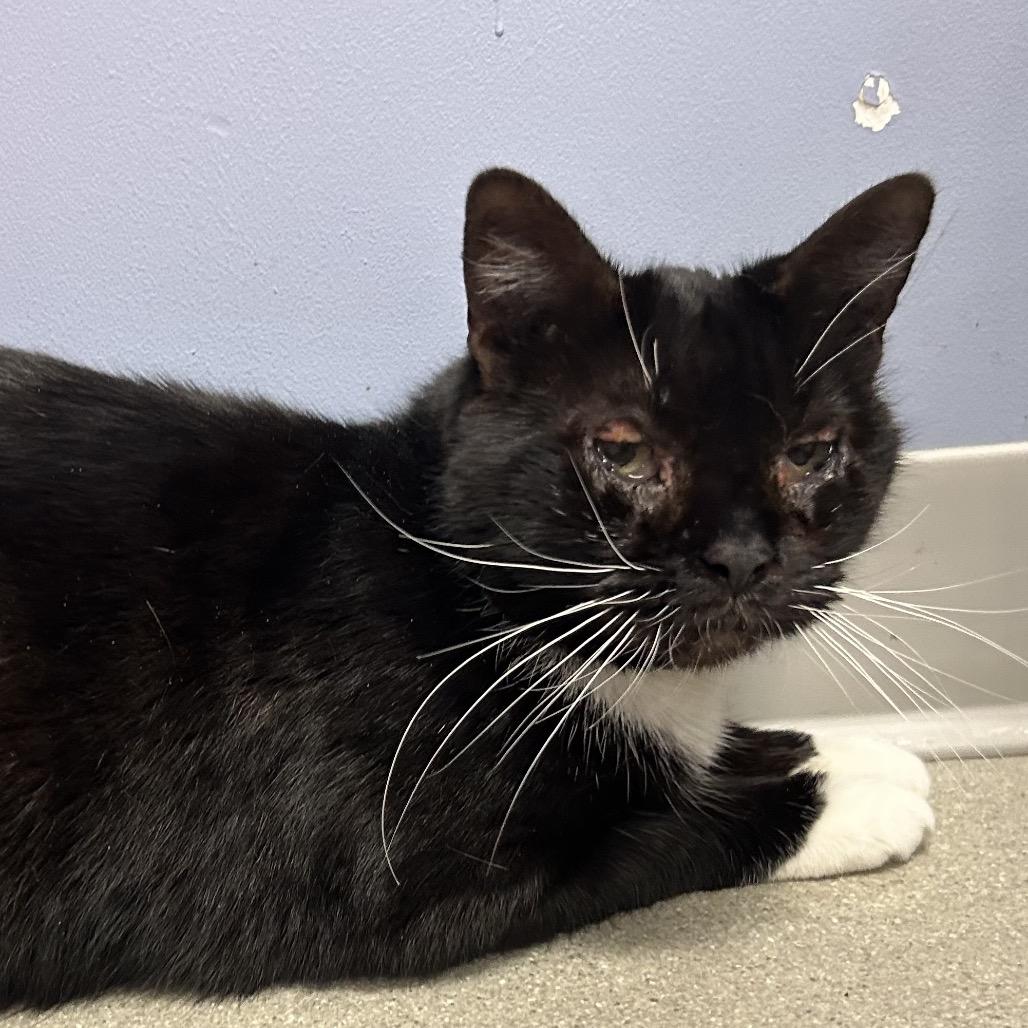 Boots, a Adoptable Domestic Short Hair in Oyster Bay, NY image 3/6