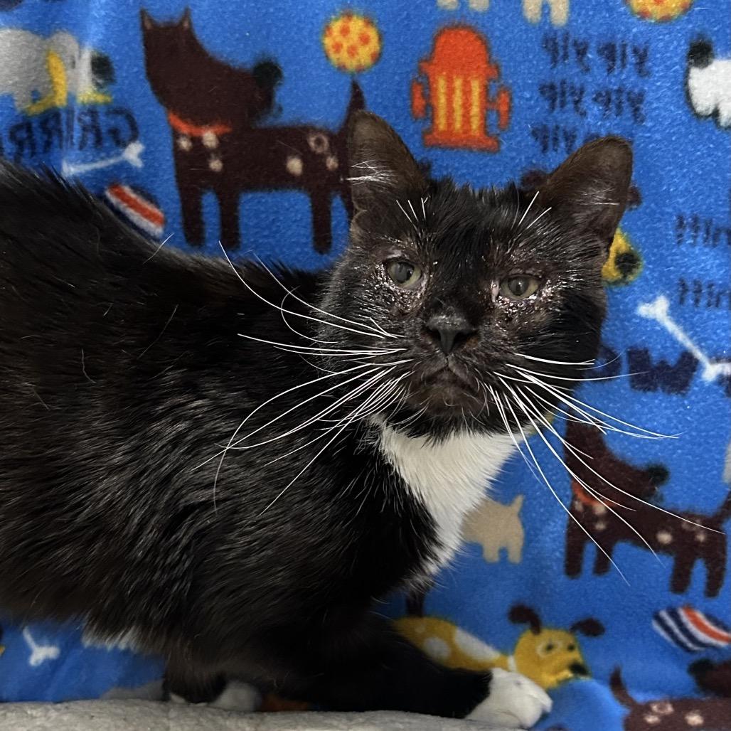 Boots, a Adoptable Domestic Short Hair in Oyster Bay, NY image 4/6