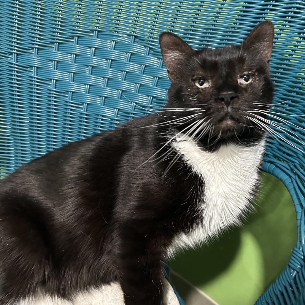 Boots, a Adoptable Domestic Short Hair in Oyster Bay, NY image 5/6