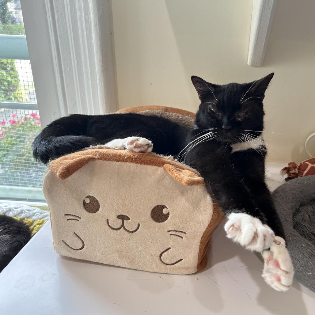 Boots, a Adoptable Domestic Short Hair in Oyster Bay, NY image 6/6