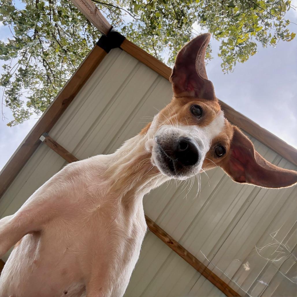 Buck, Adoptable, Adult Male Beagle & Jack Russell Terrier.