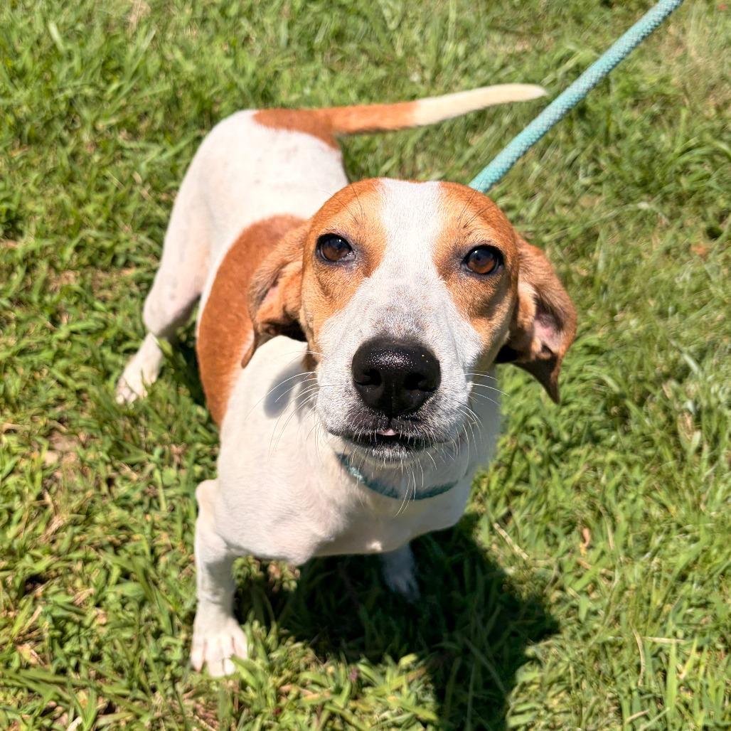 Buck, a Adoptable mixed breed in Franklin, NC image 2/6