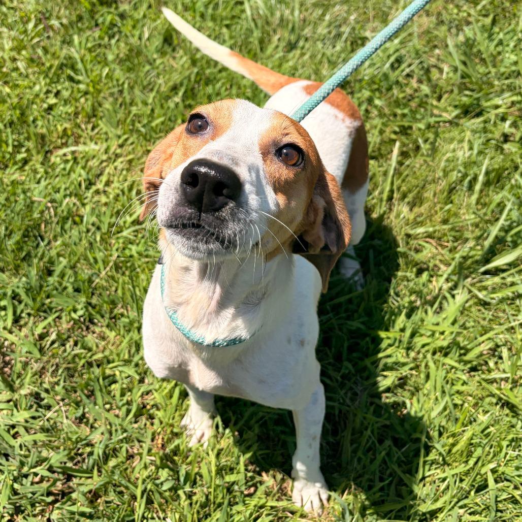 Buck, a Adoptable mixed breed in Franklin, NC image 3/6