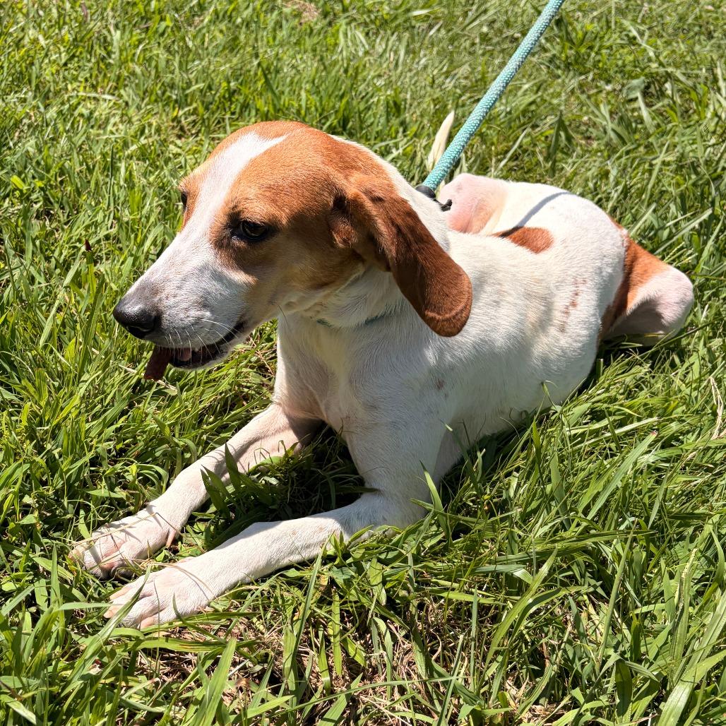 Buck, a Adoptable mixed breed in Franklin, NC image 4/6